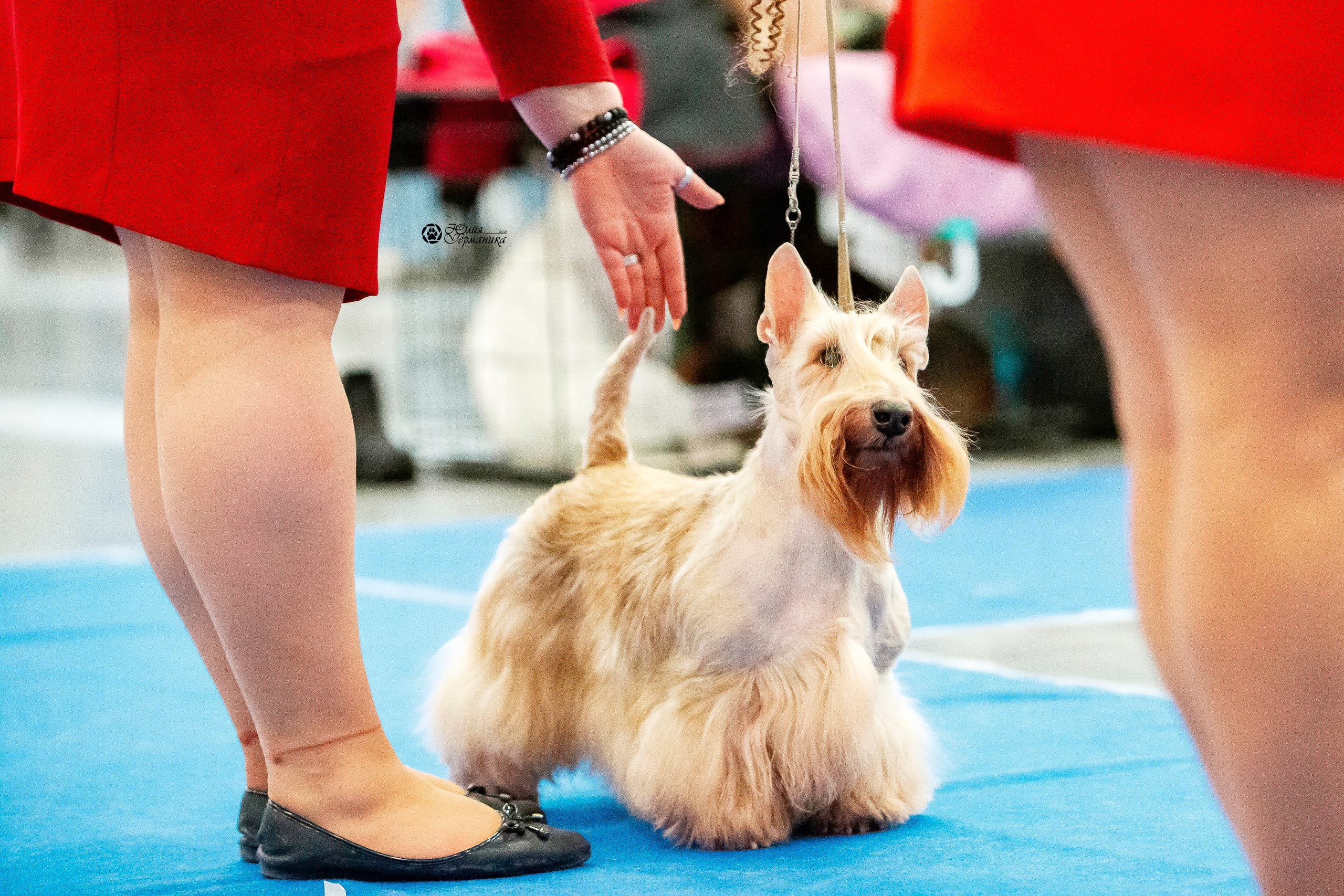 Санкт-Петербург 3хCACIB 10-12 декабря 2021. Фотограф-анималист Юлия Германика