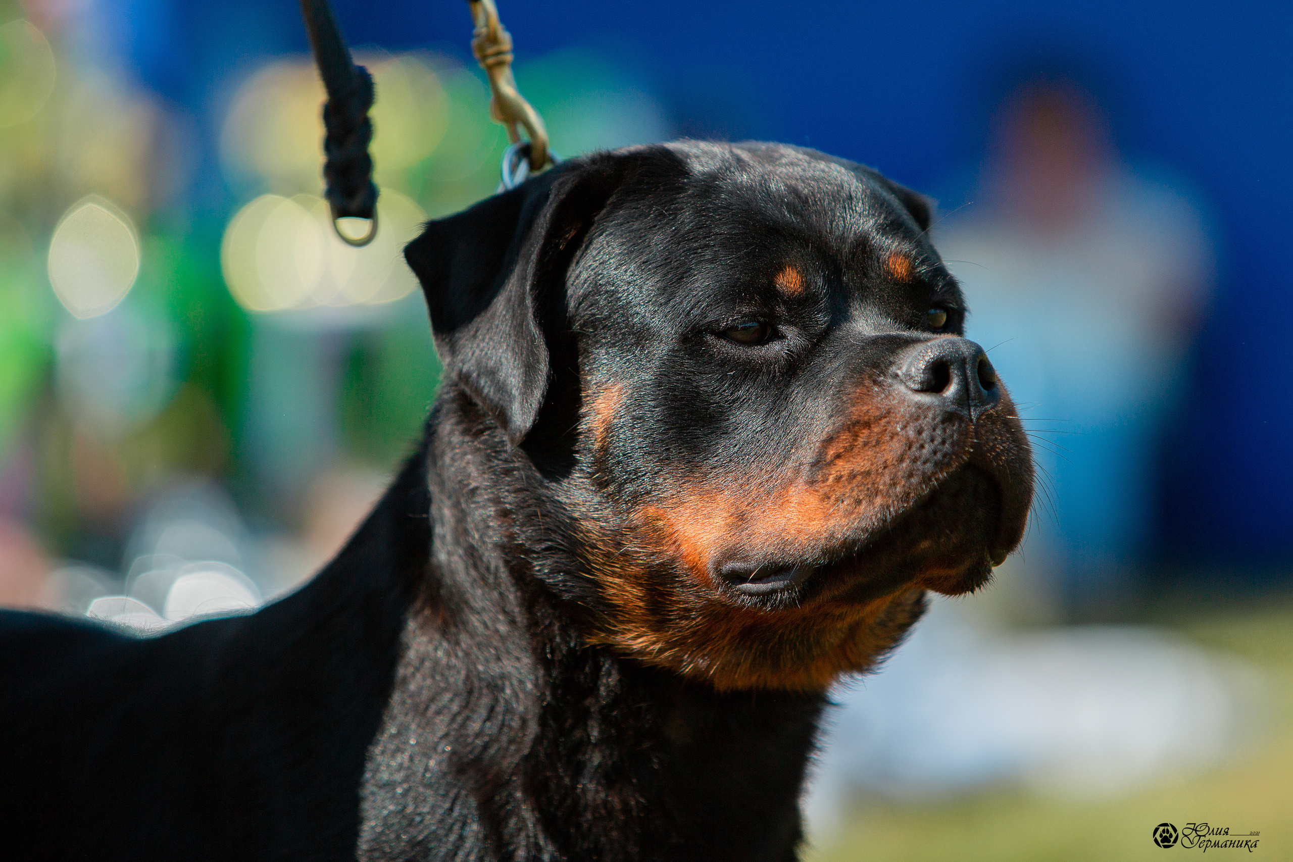 Рязань,Ховрино 14-15 августа 2021 моно ротвейлеров. Фотограф-анималист Юлия Германика