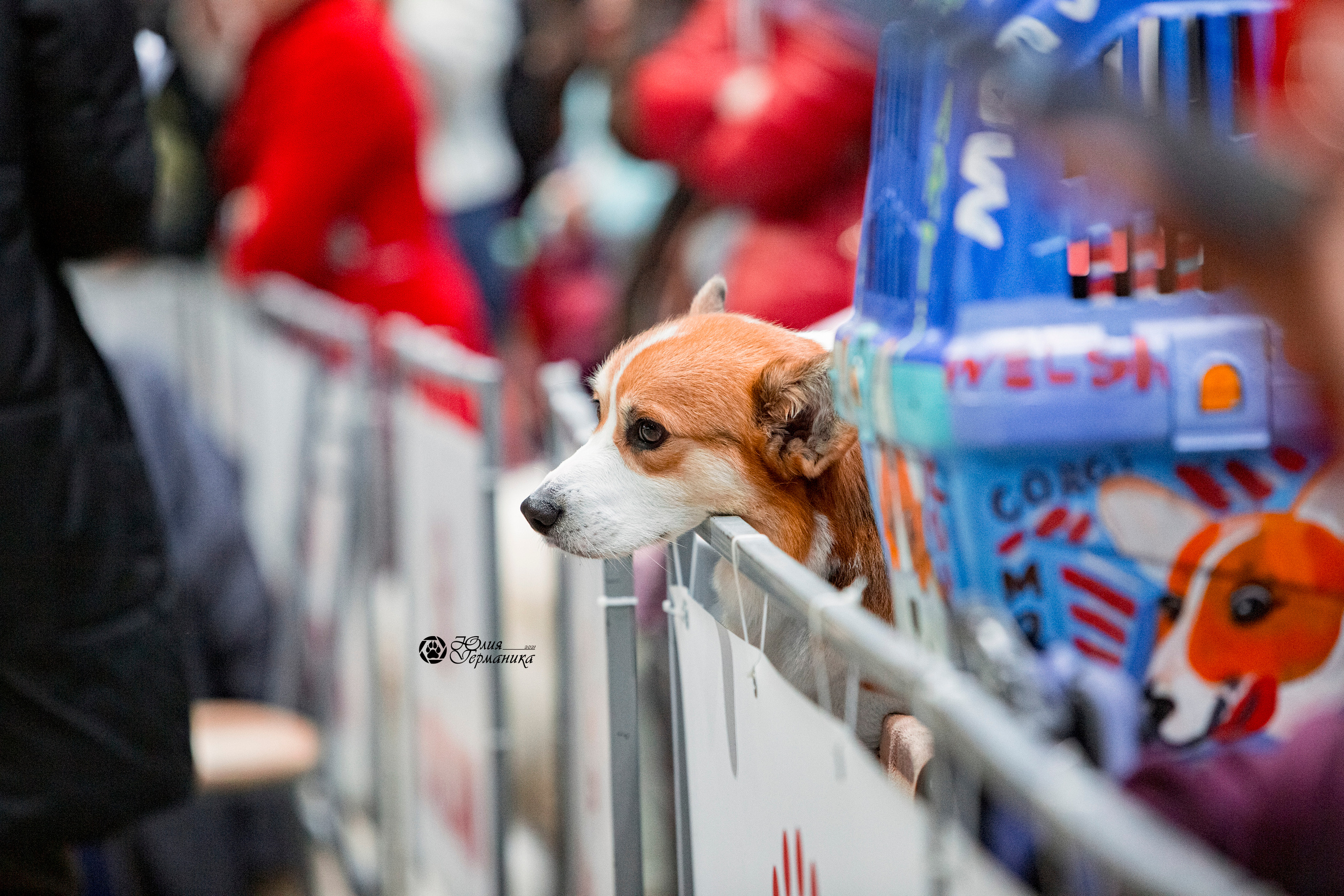 Минск 2хCACIB 27-28 ноября 2021. Фотограф-анималист Юлия Германика