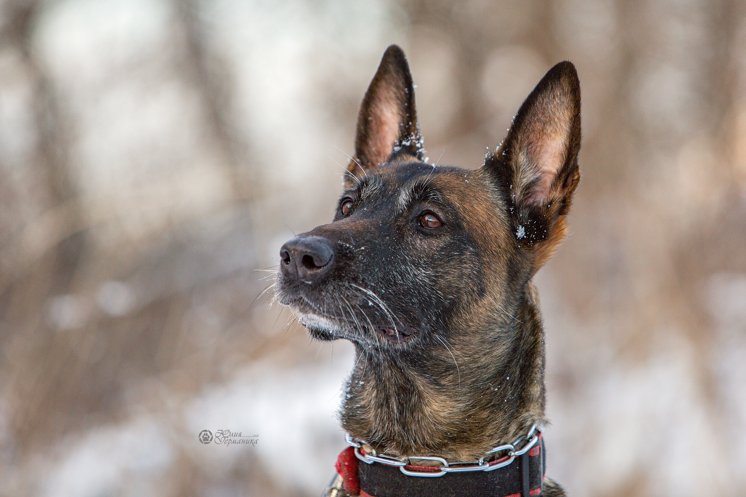 Свободная съемка. Фотограф-анималист Юлия Германика