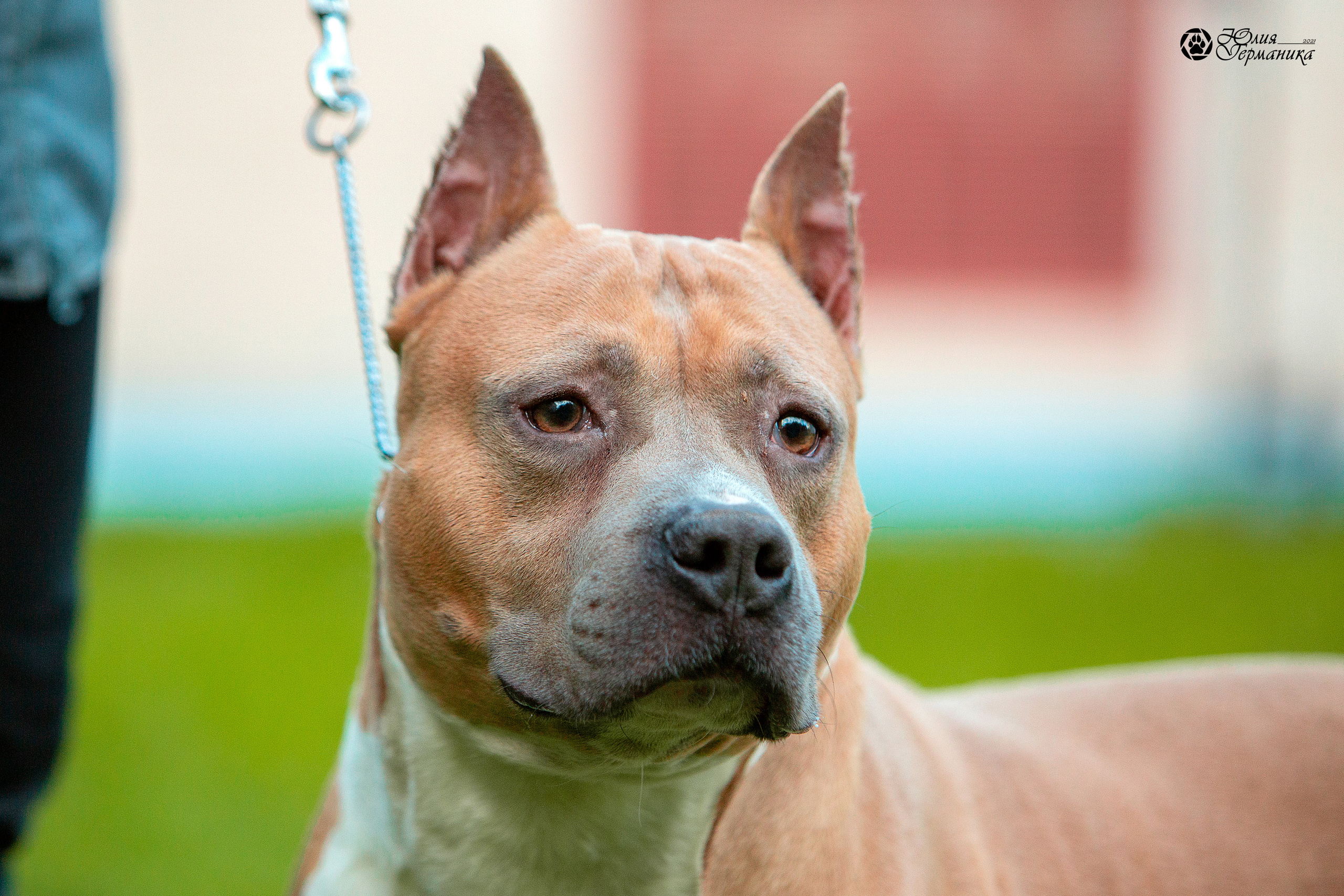 Свободная съемка. Фотограф-анималист Юлия Германика