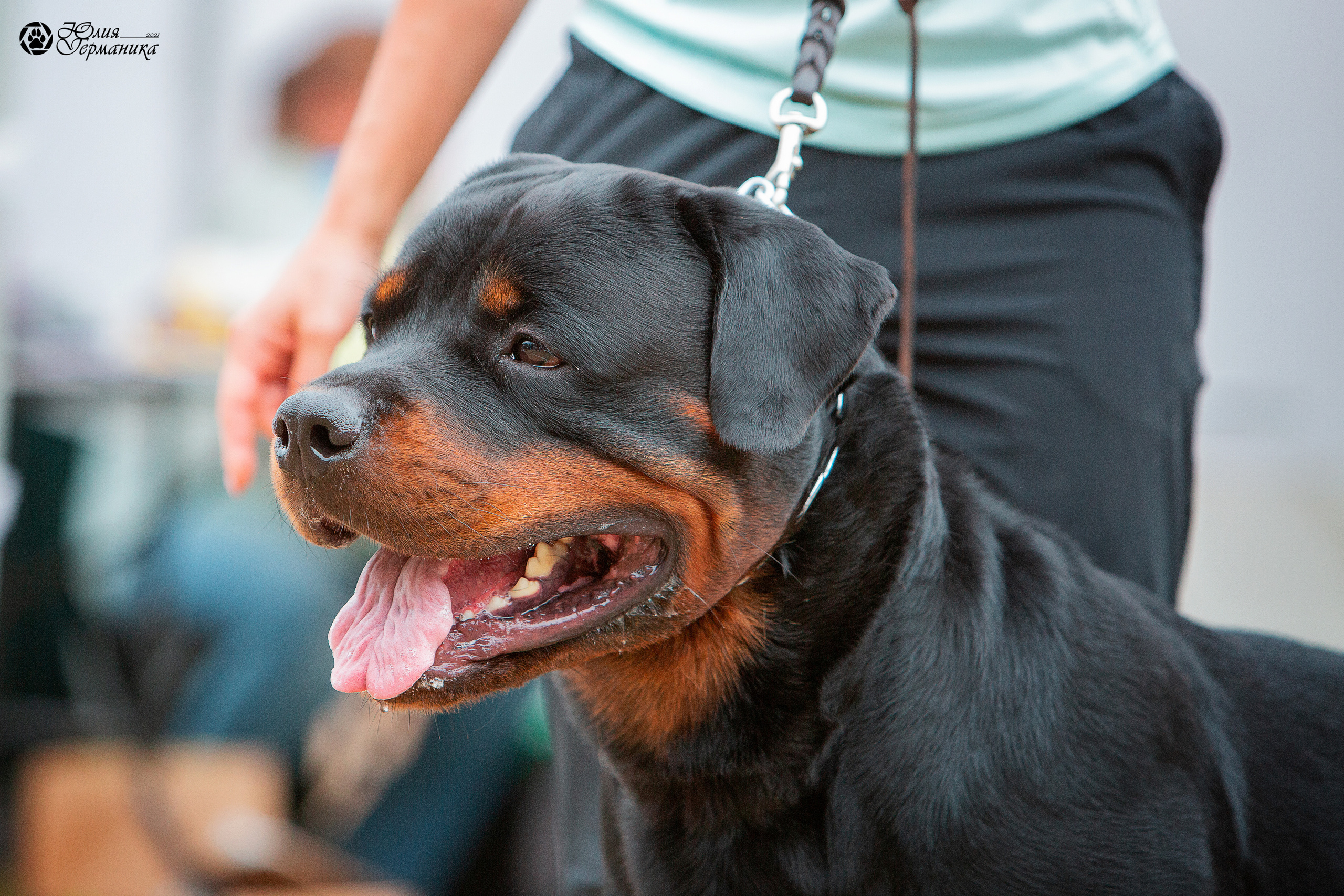 Монопородная выставка ротвейлеров Питер. Фотограф-анималист Юлия Германика