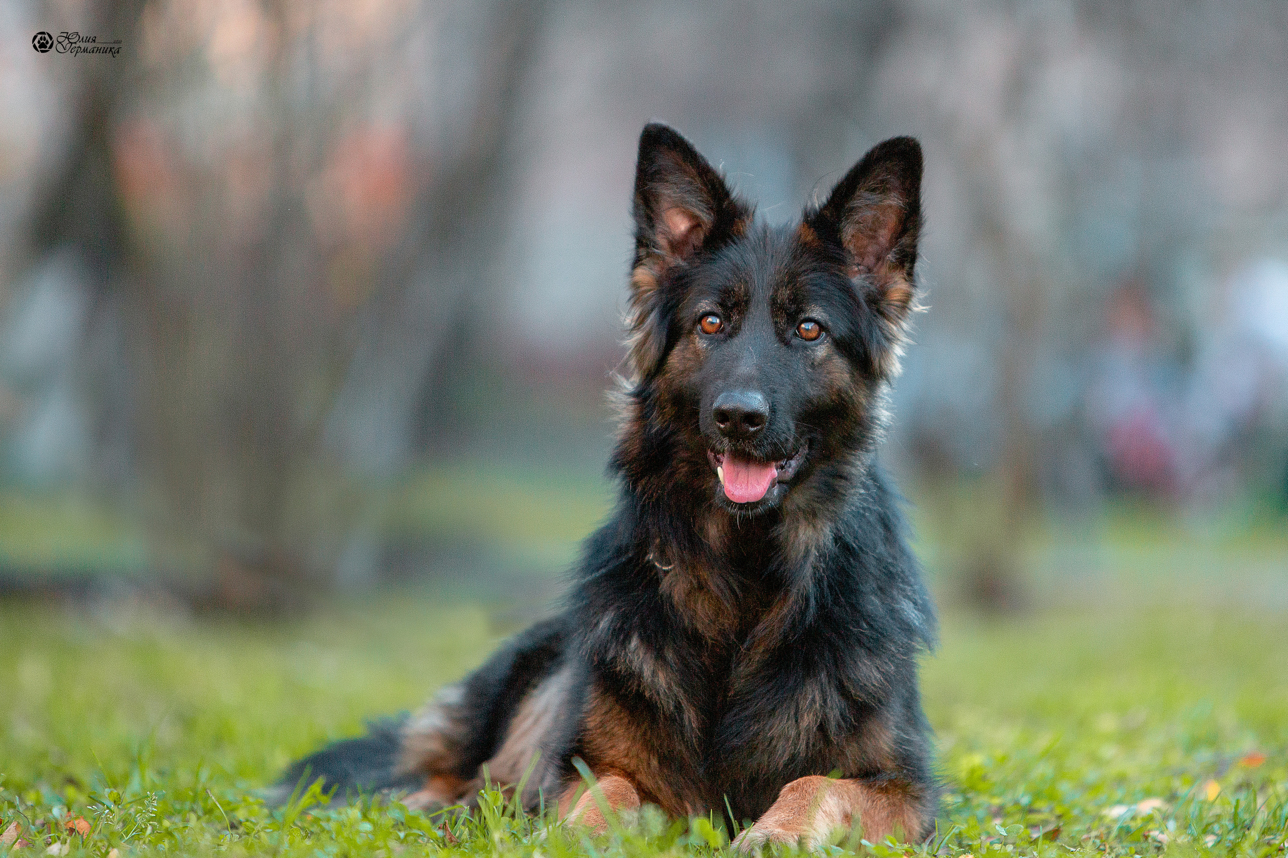 Свободная съемка. Фотограф-анималист Юлия Германика