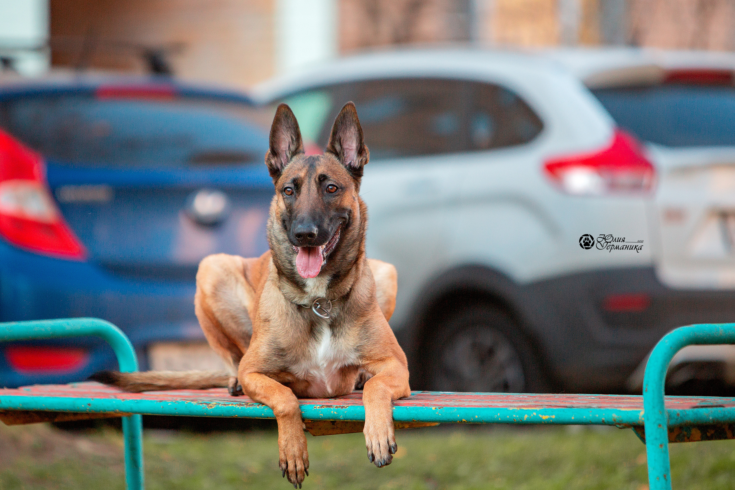 Свободная съемка. Фотограф-анималист Юлия Германика