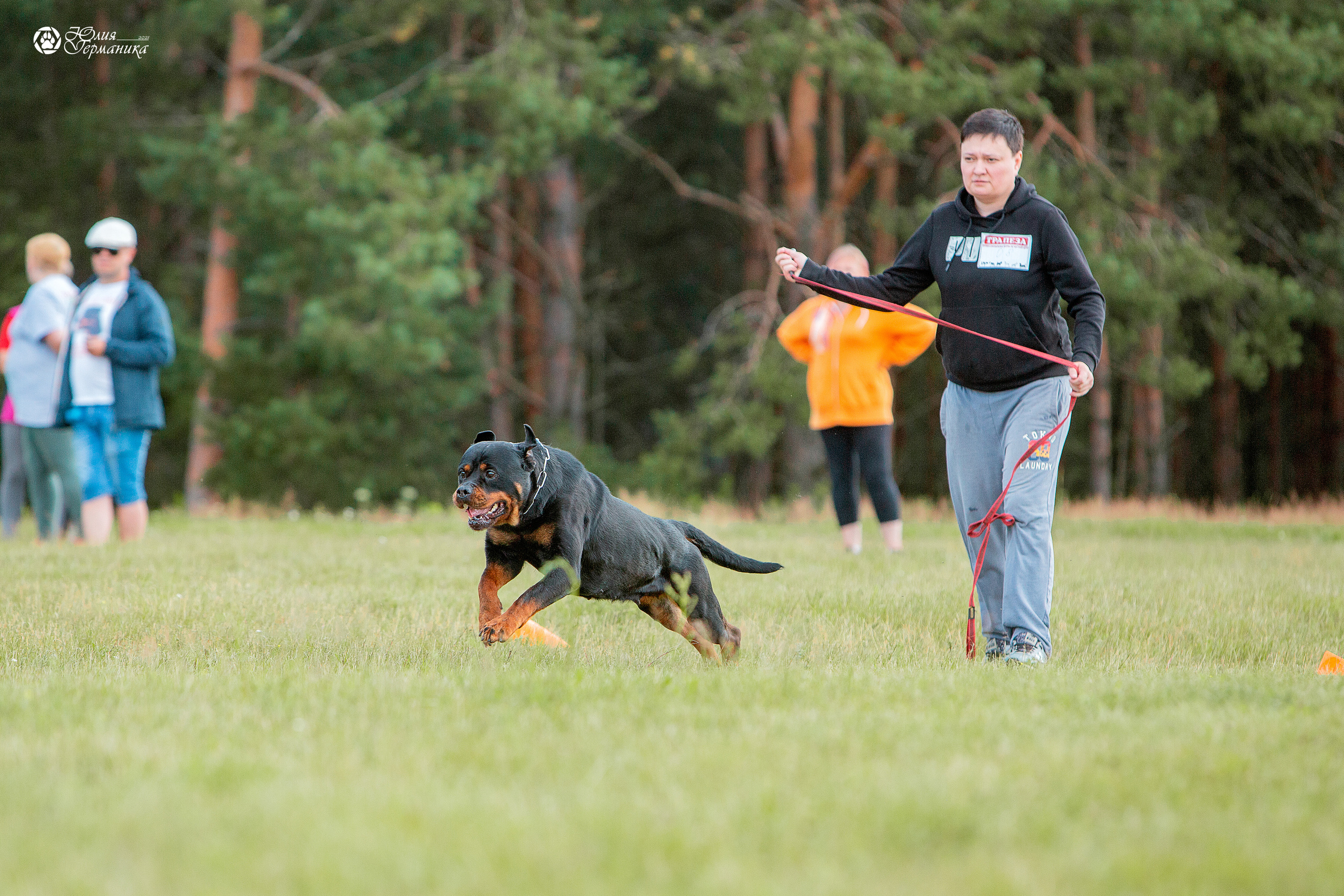 Тверь моно ротвейлеров 3-4 июля 2021. Фотограф-анималист Юлия Германика