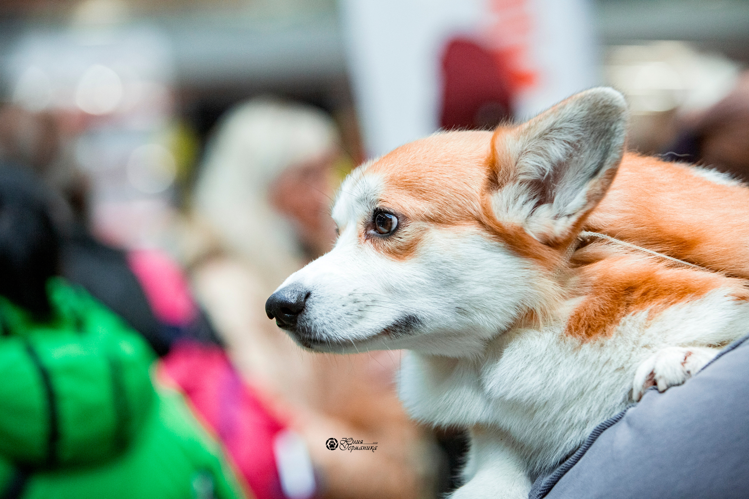 Минск 2хCACIB 27-28 ноября 2021. Фотограф-анималист Юлия Германика