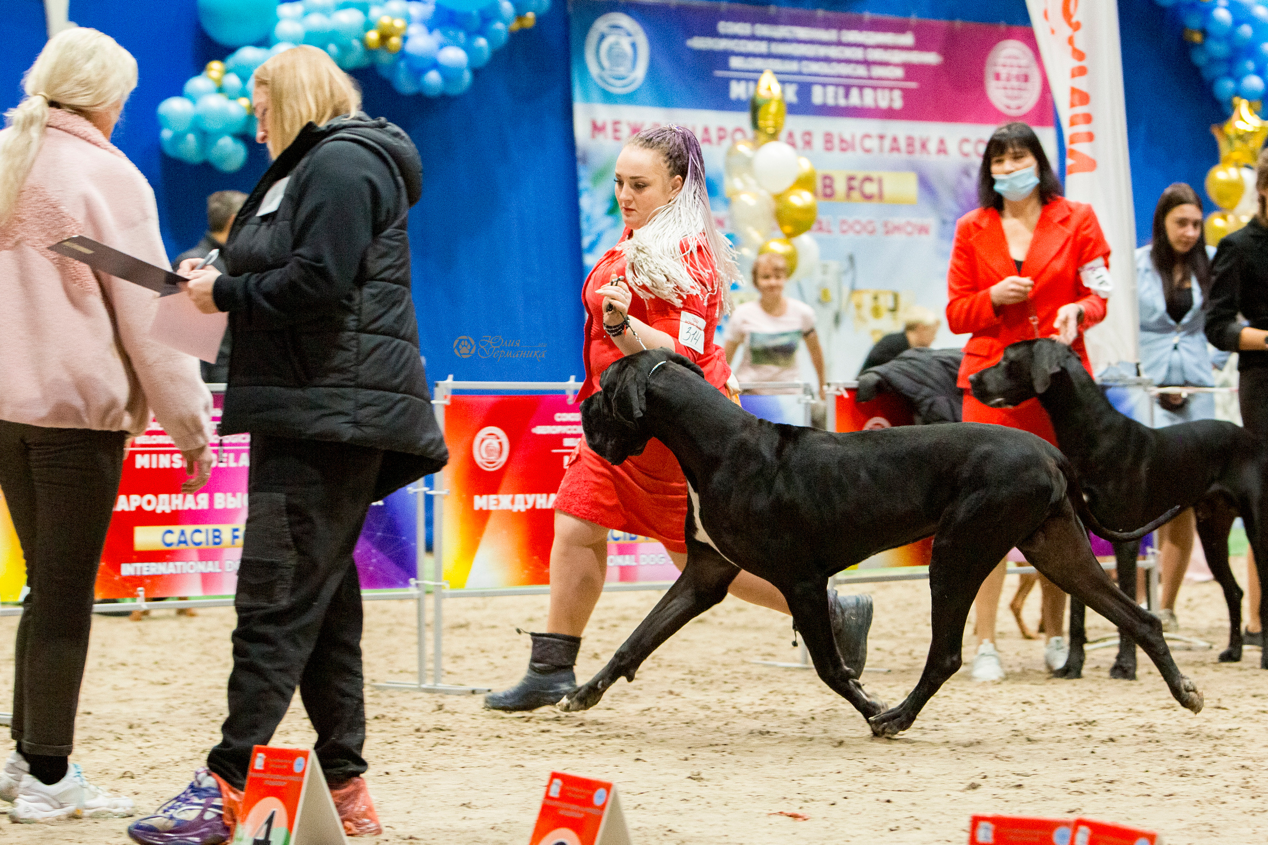 Минск 2хCACIB 27-28 ноября 2021. Фотограф-анималист Юлия Германика