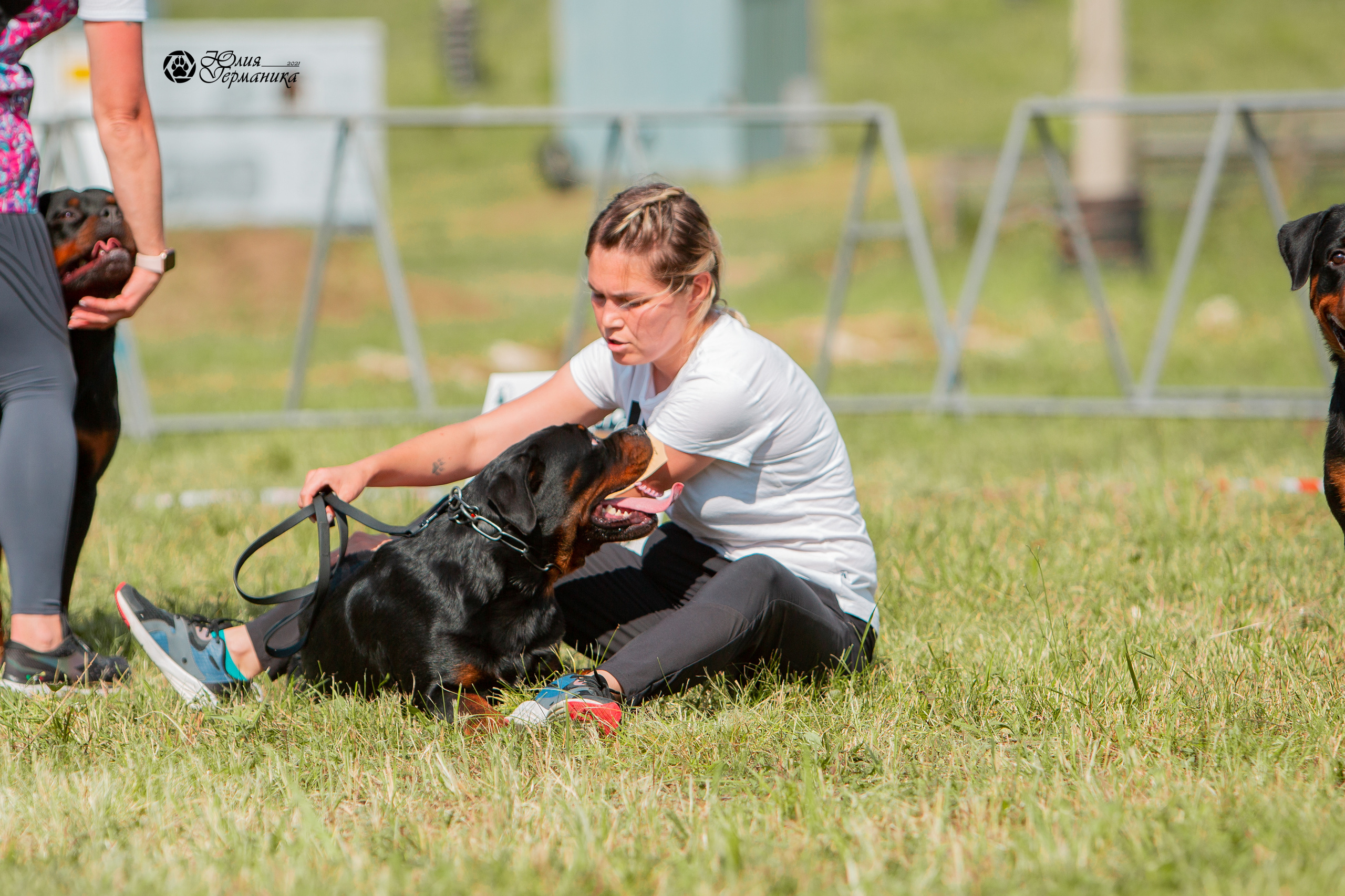 Рязань,Ховрино 14-15 августа 2021 моно ротвейлеров. Фотограф-анималист Юлия Германика