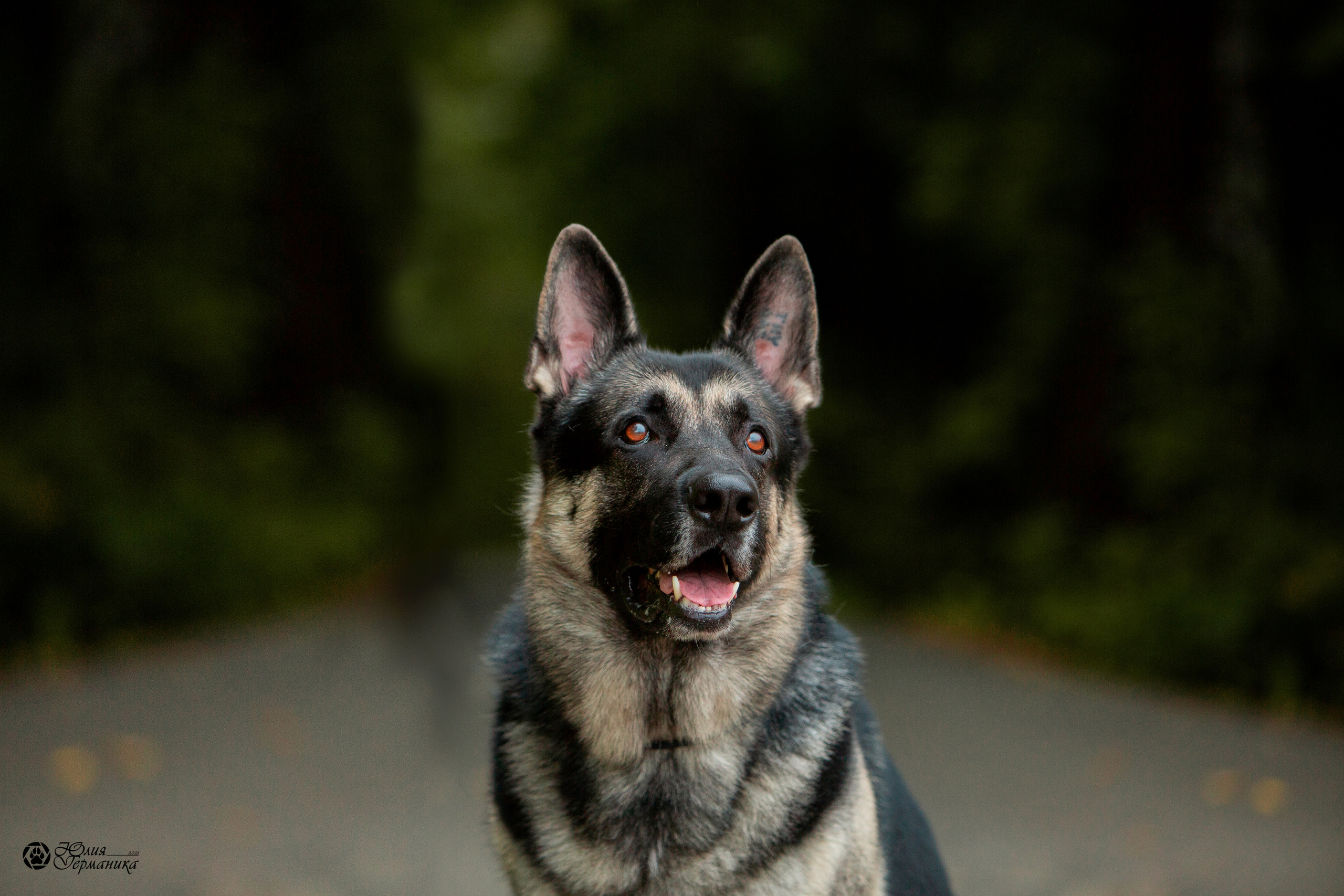 Свободная съемка. Фотограф-анималист Юлия Германика