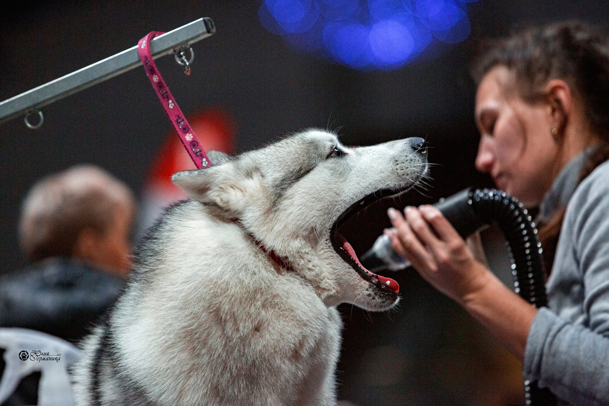 Минск 2хCACIB 27-28 ноября 2021. Фотограф-анималист Юлия Германика