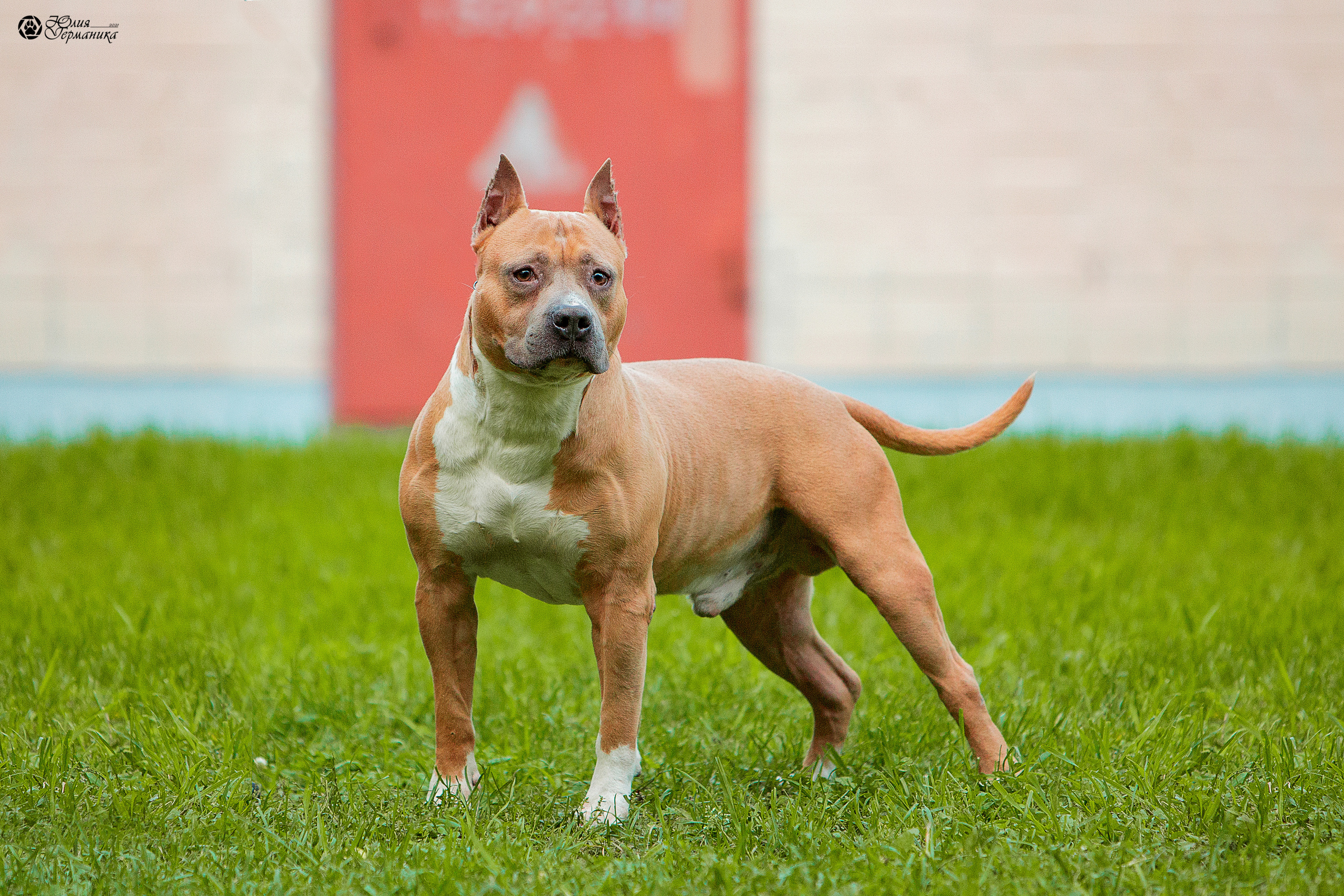 Свободная съемка. Фотограф-анималист Юлия Германика