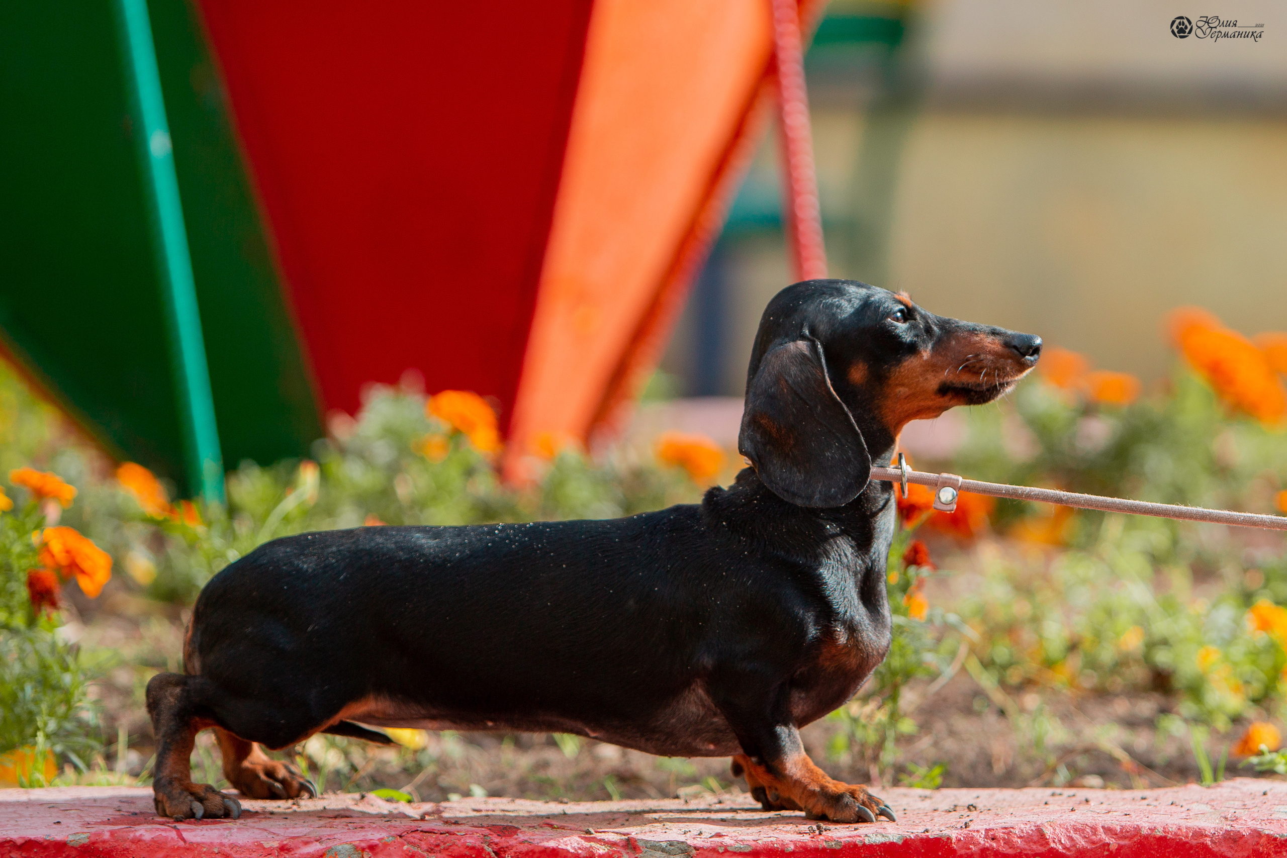Свободная съемка. Фотограф-анималист Юлия Германика