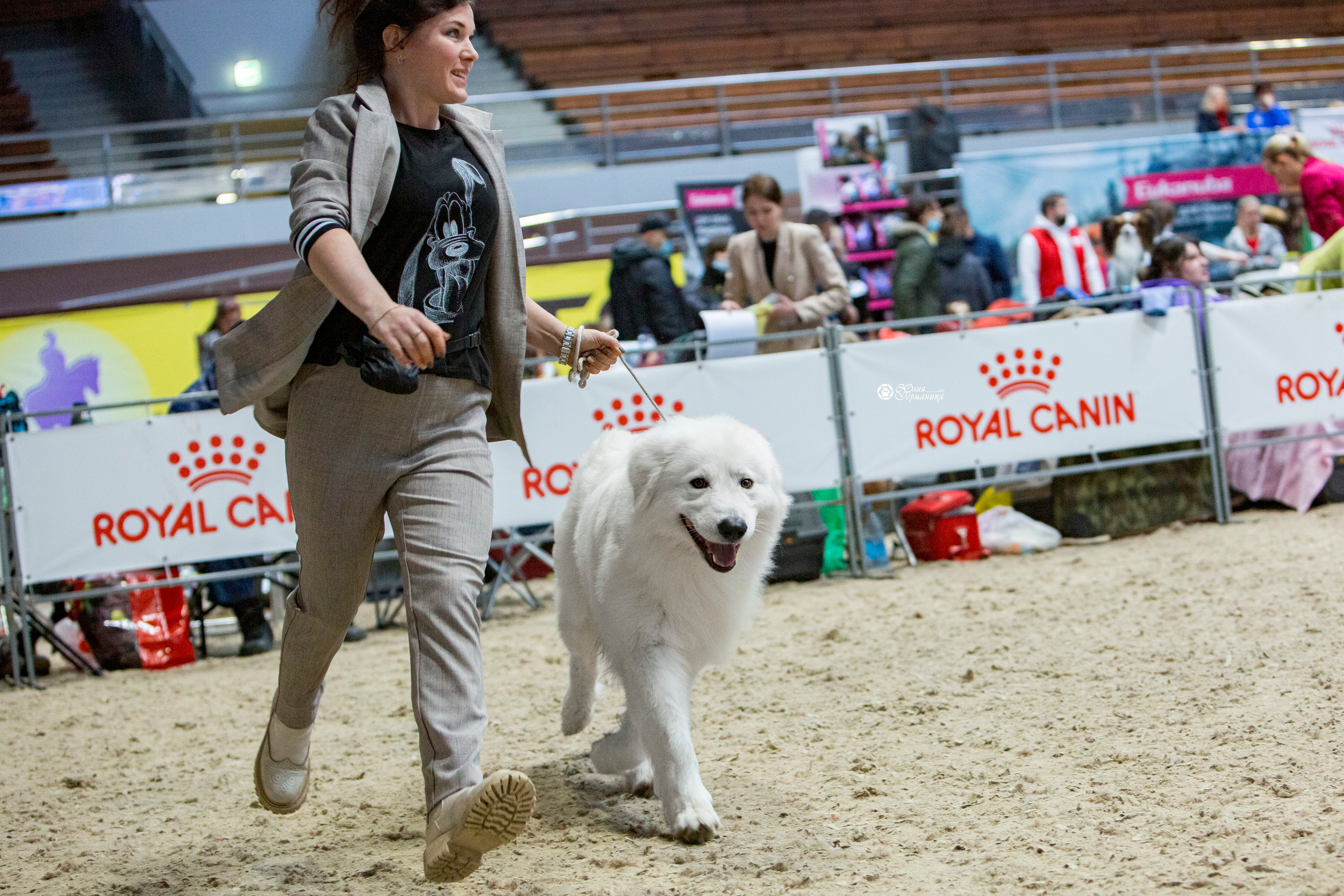 Минск 2хCACIB 27-28 ноября 2021. Фотограф-анималист Юлия Германика