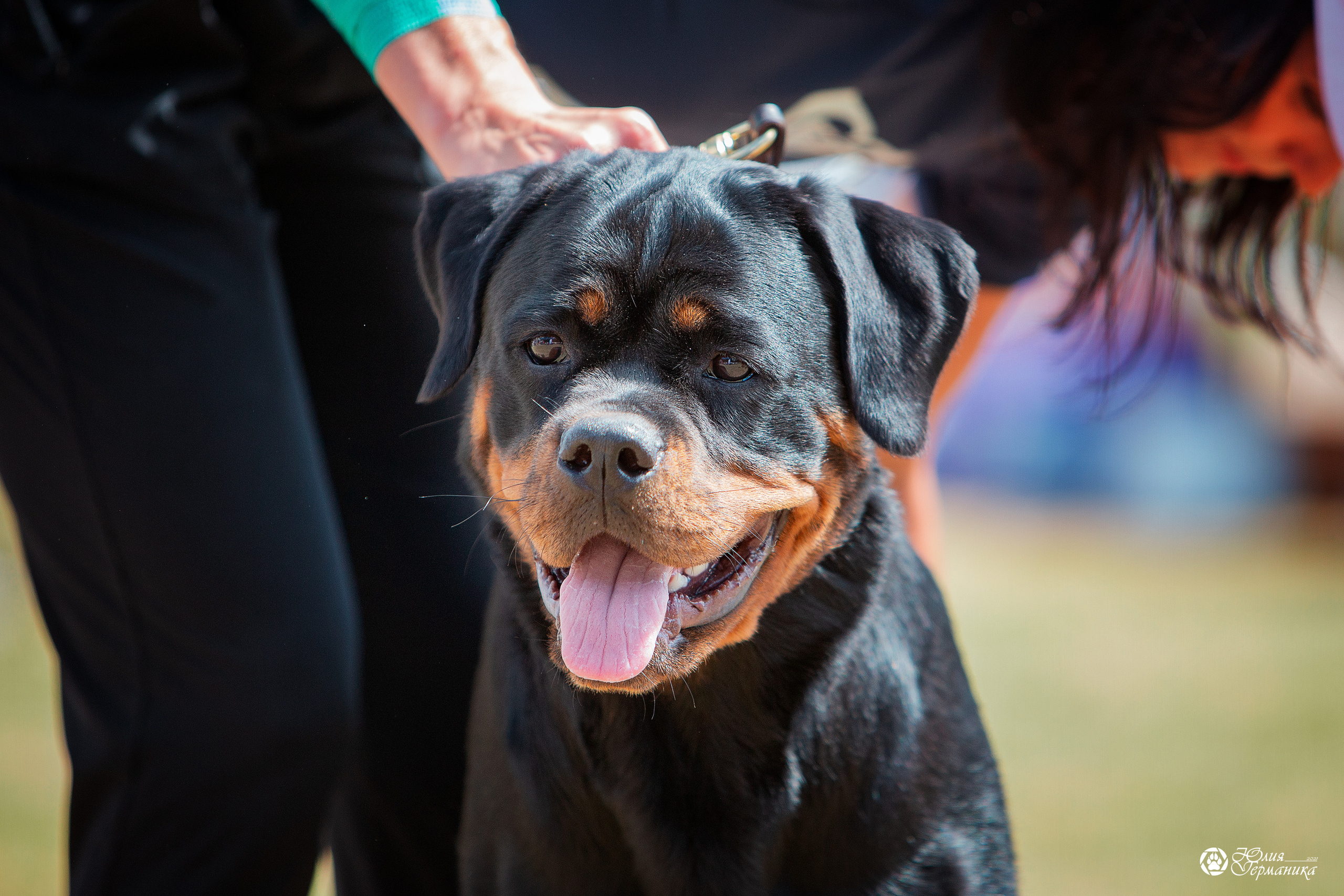 Тверь моно ротвейлеров 3-4 июля 2021. Фотограф-анималист Юлия Германика