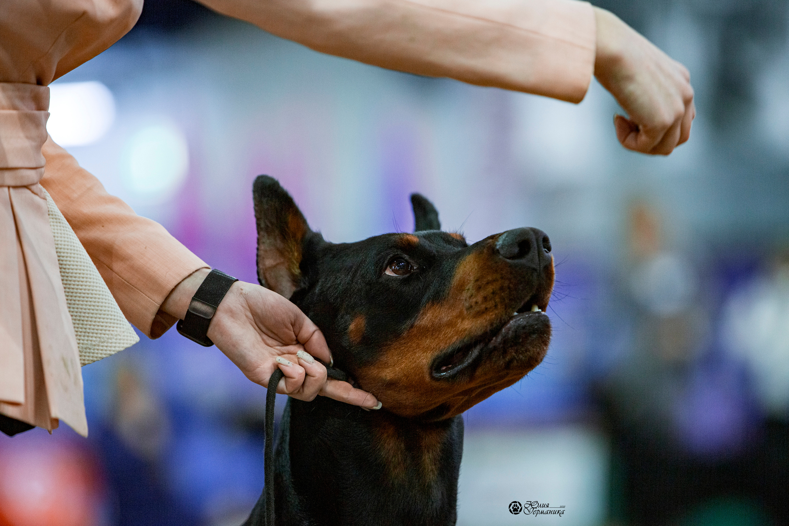 Минск 2хCACIB 27-28 ноября 2021. Фотограф-анималист Юлия Германика