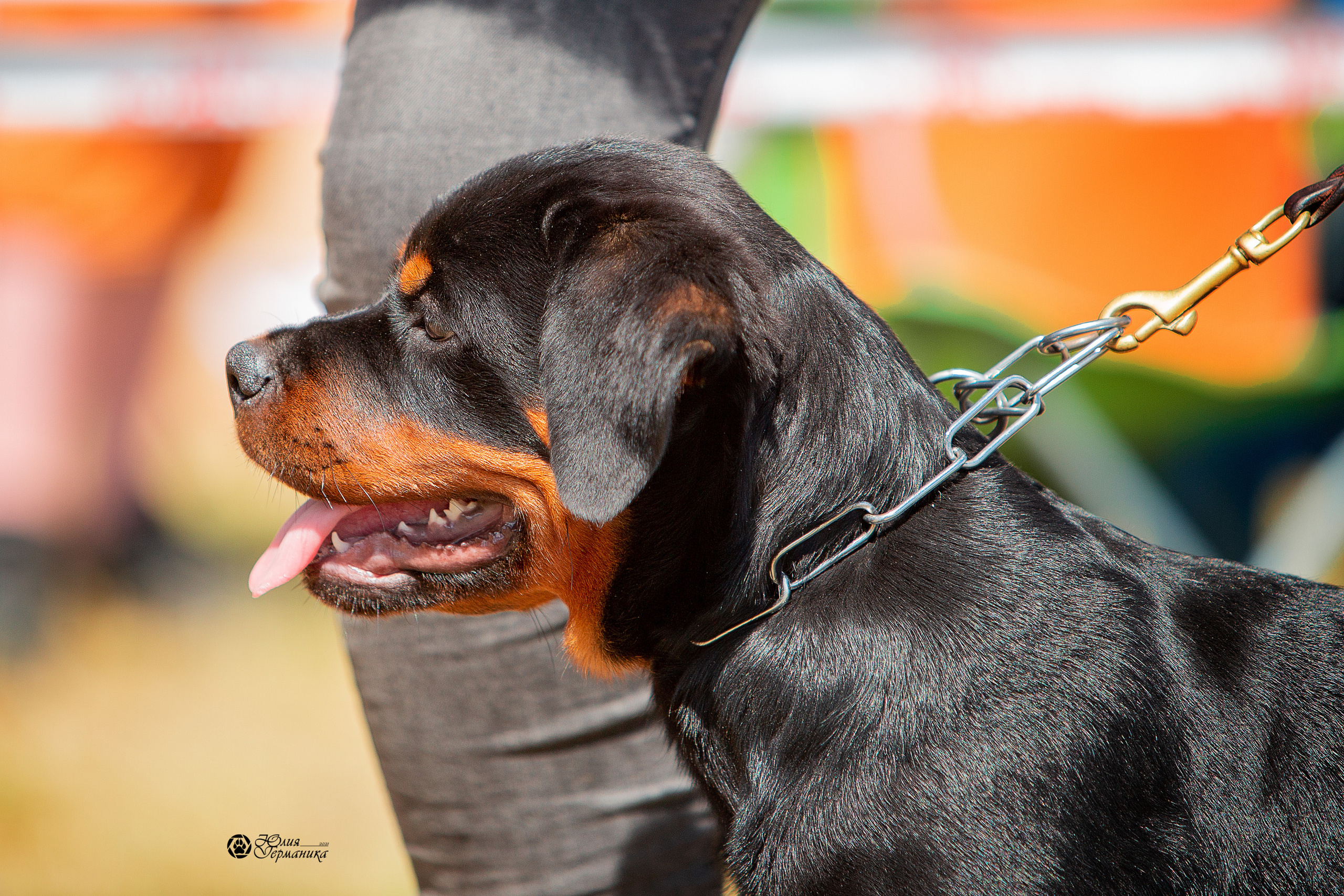 Тверь моно ротвейлеров 3-4 июля 2021. Фотограф-анималист Юлия Германика