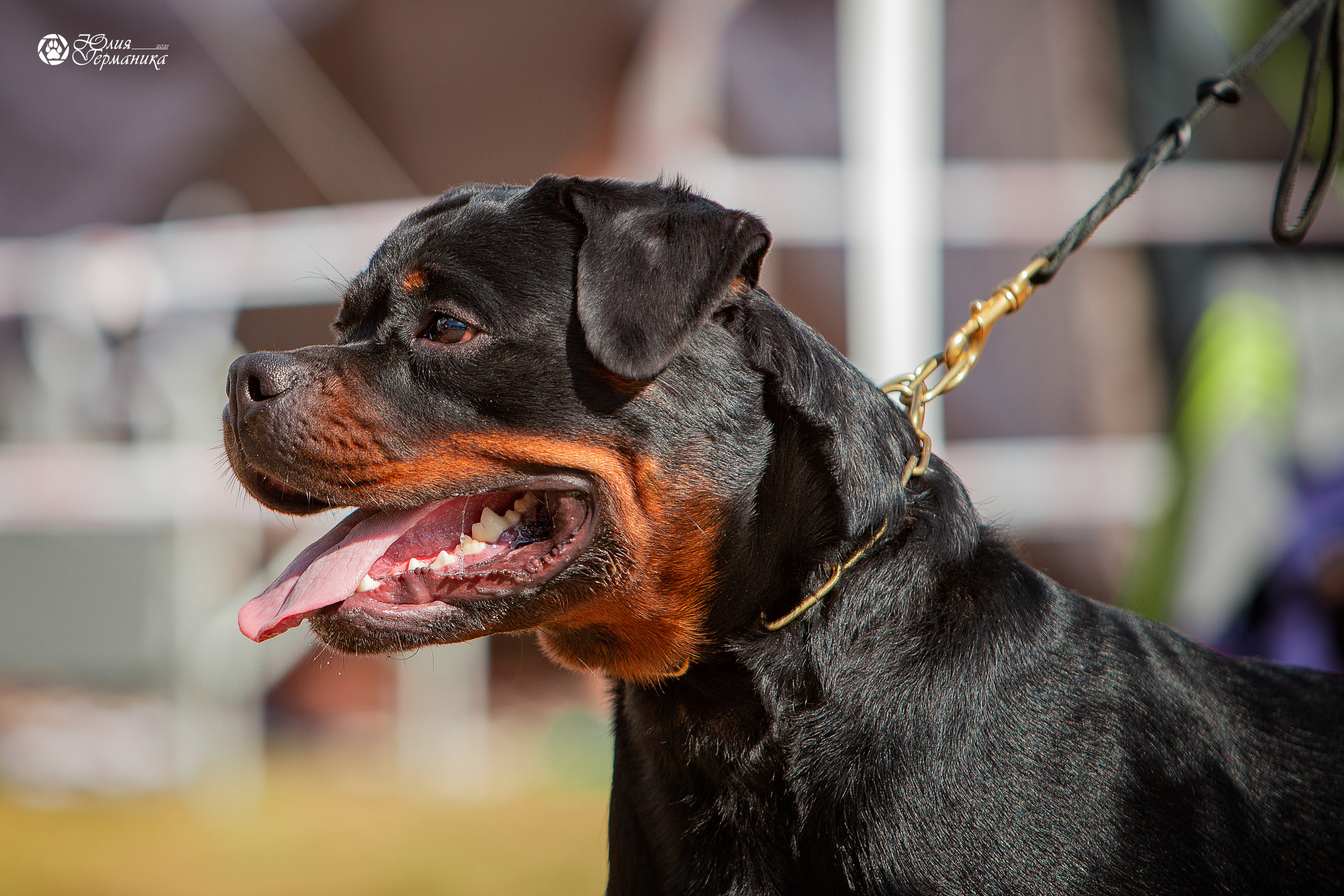 Тверь моно ротвейлеров 3-4 июля 2021. Фотограф-анималист Юлия Германика