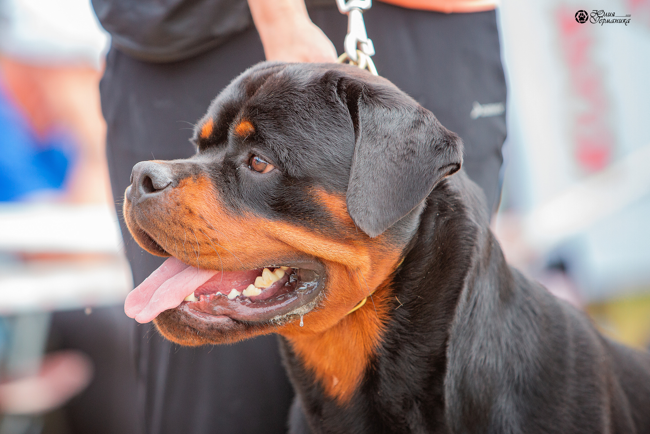 Тверь моно ротвейлеров 3-4 июля 2021. Фотограф-анималист Юлия Германика