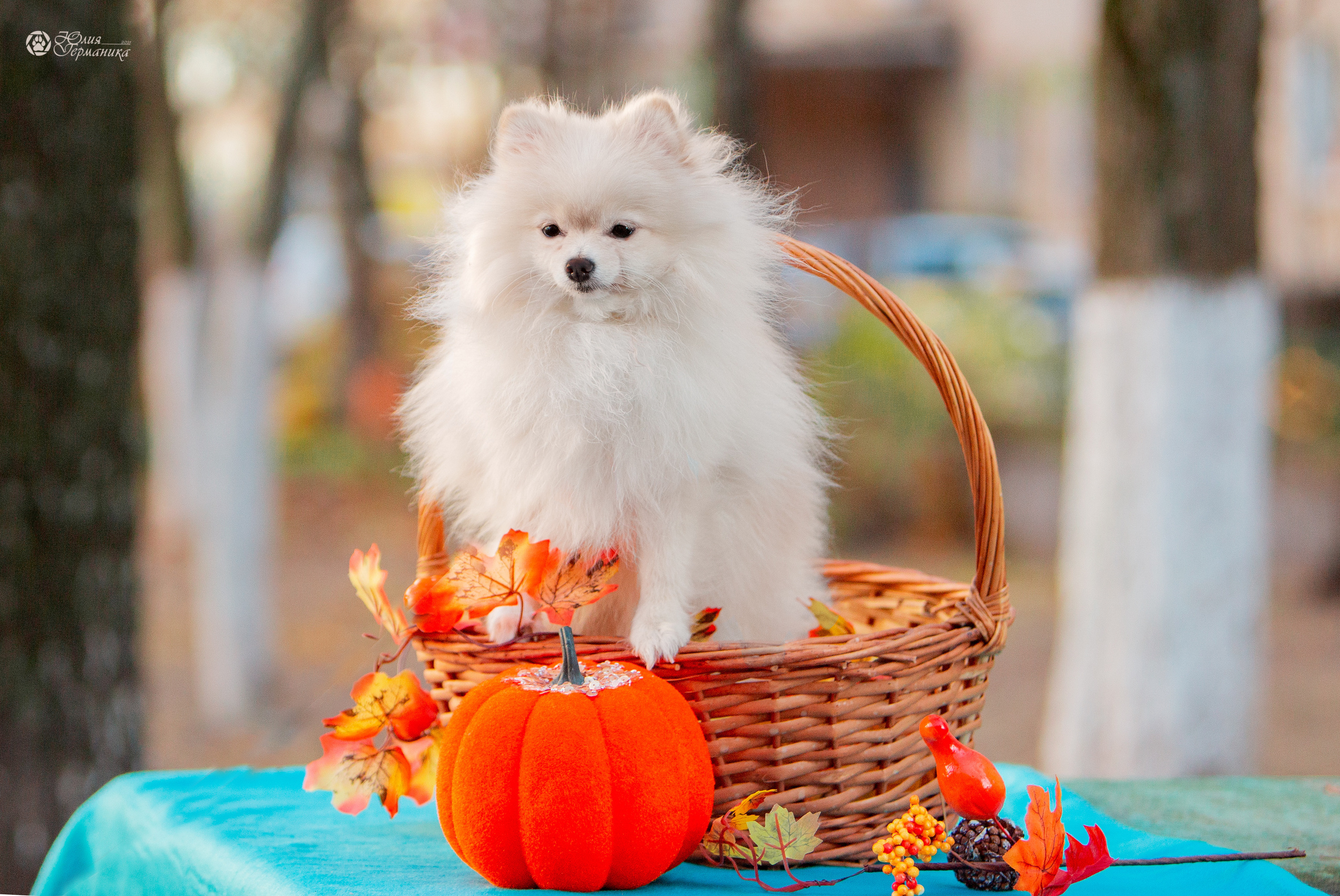 Свободная съемка. Фотограф-анималист Юлия Германика