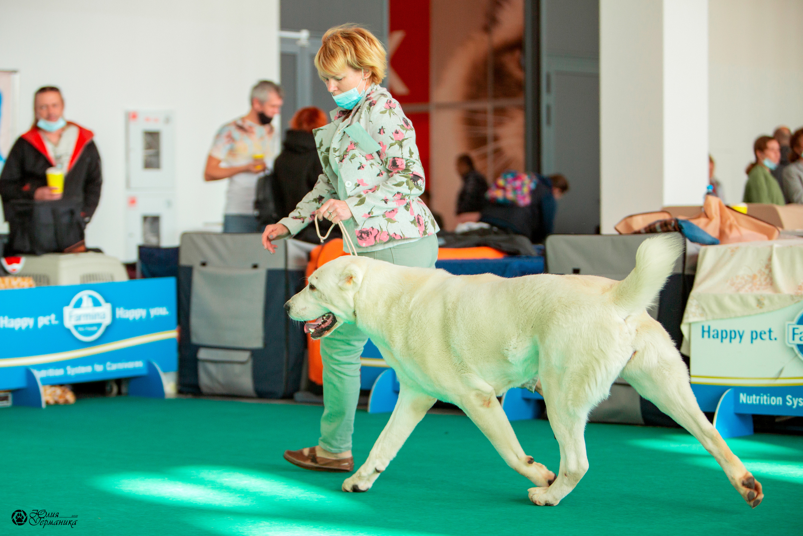 Нижний Новгород 3хCACIB 15-17 октября 2021. Фотограф-анималист Юлия Германика