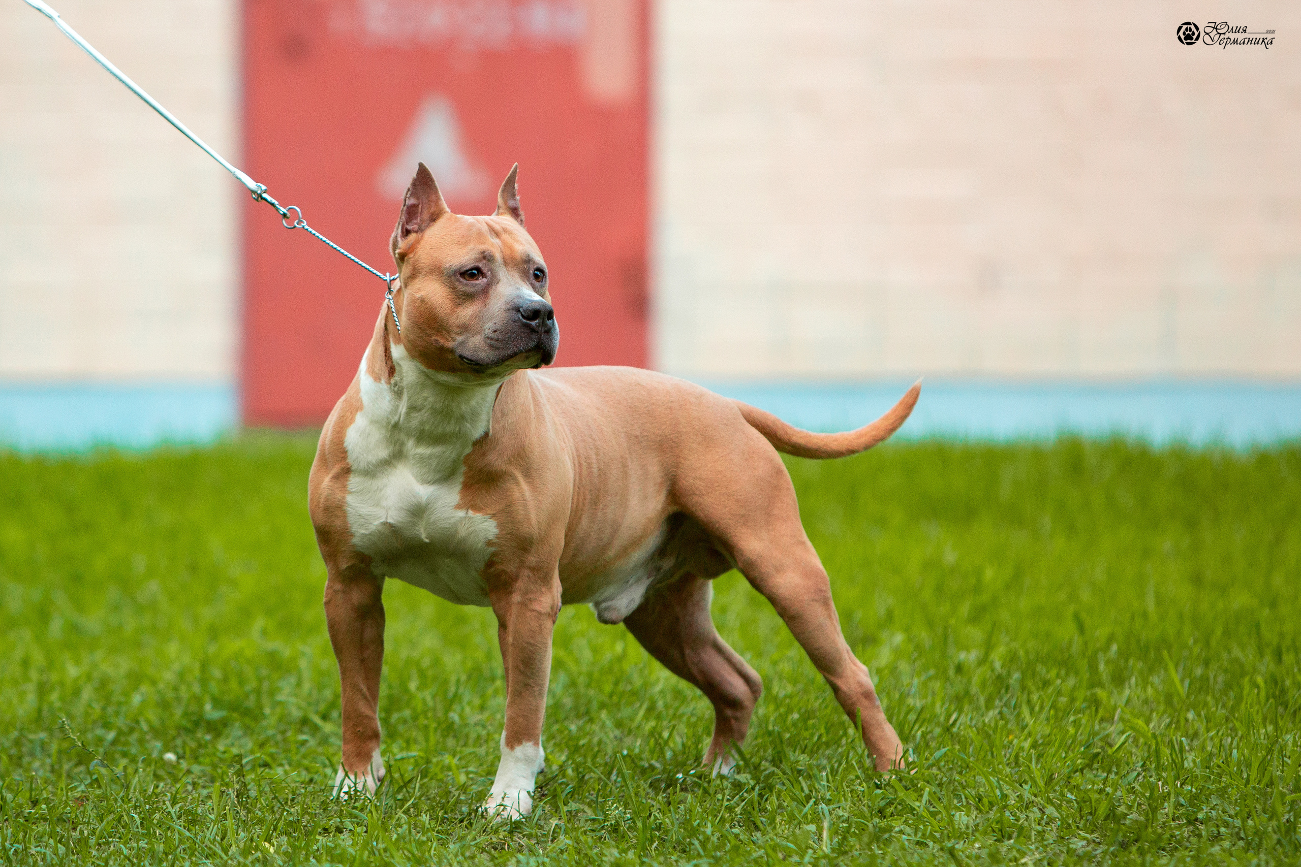 Свободная съемка. Фотограф-анималист Юлия Германика
