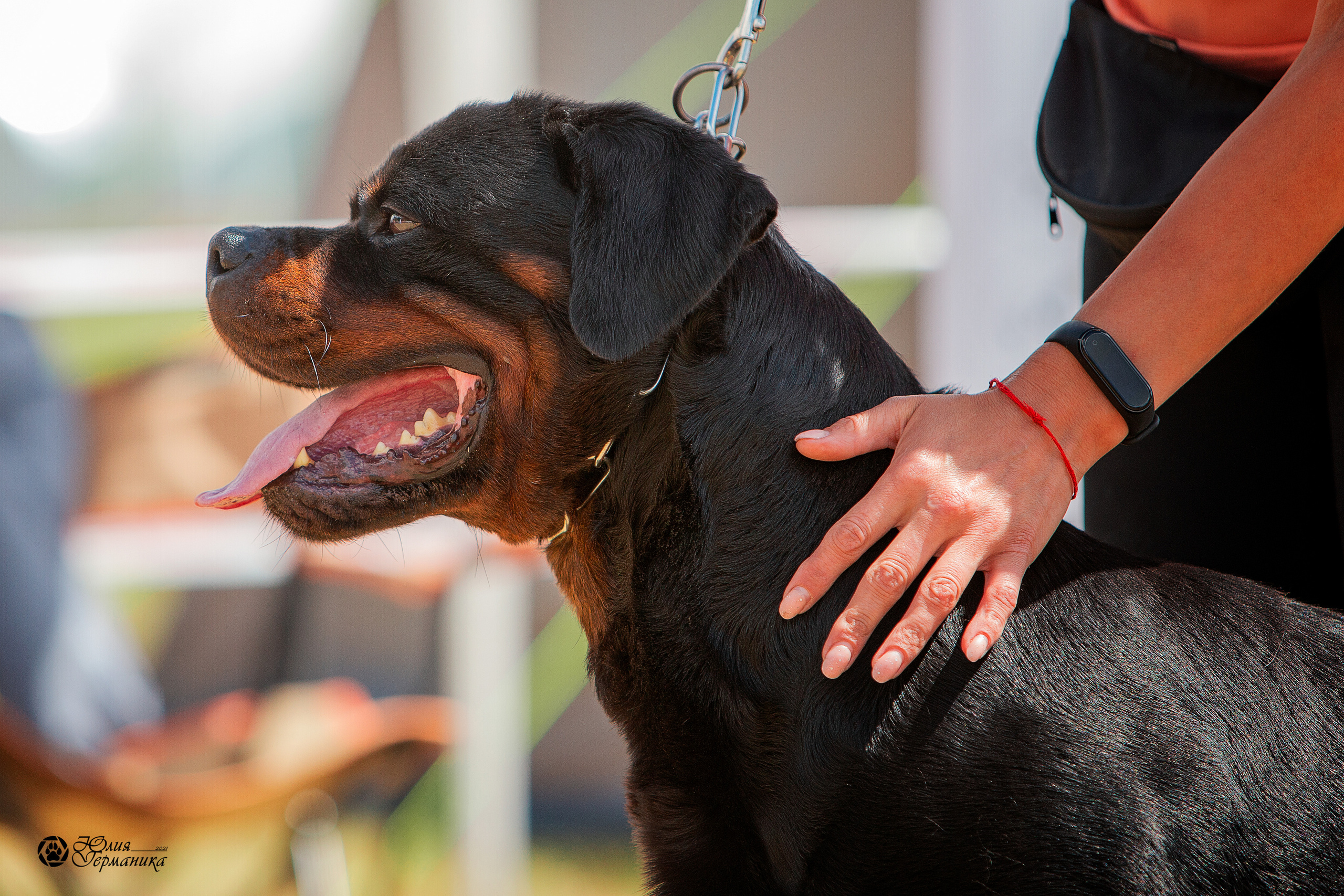 Тверь моно ротвейлеров 3-4 июля 2021. Фотограф-анималист Юлия Германика
