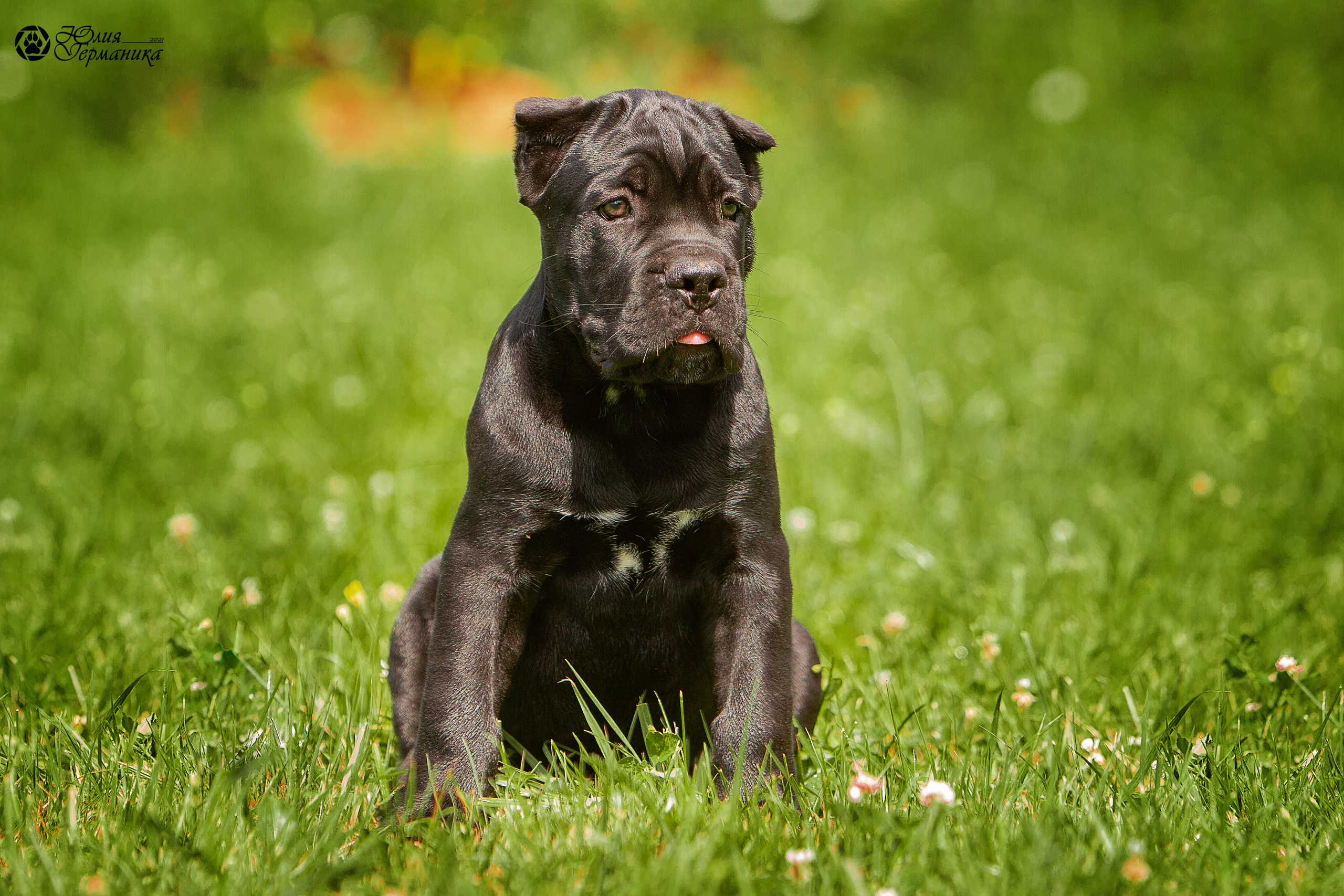 Съёмки щенков и котят. Фотограф-анималист Юлия Германика