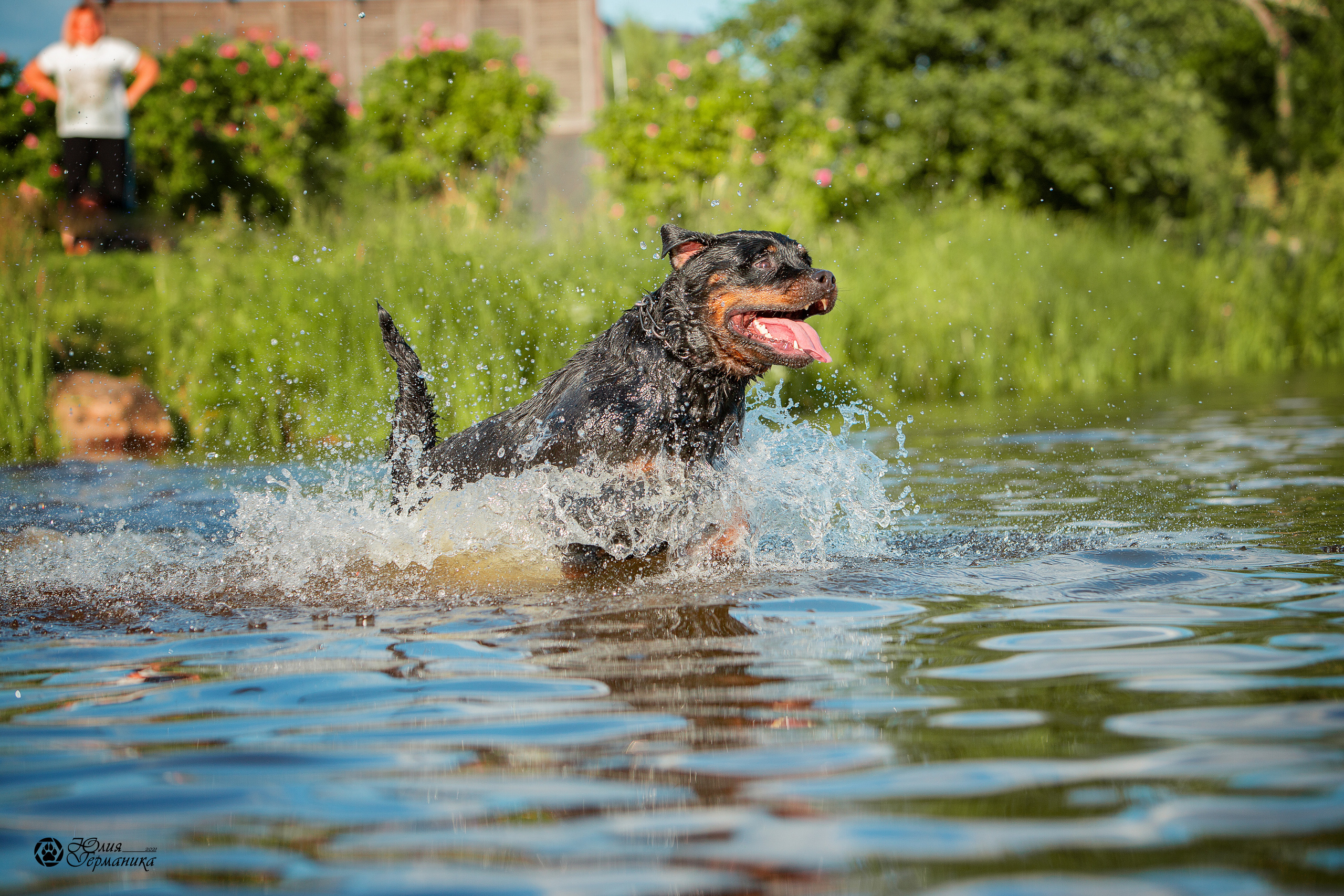 Свободная съемка. Фотограф-анималист Юлия Германика