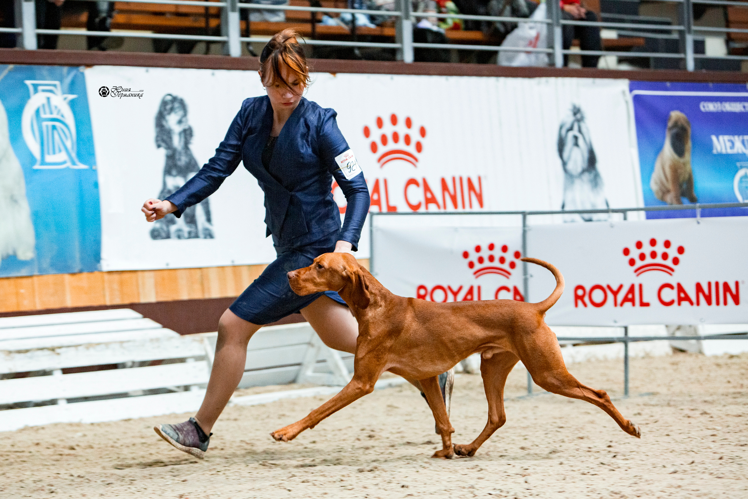 Минск 2хCACIB 27-28 ноября 2021. Фотограф-анималист Юлия Германика