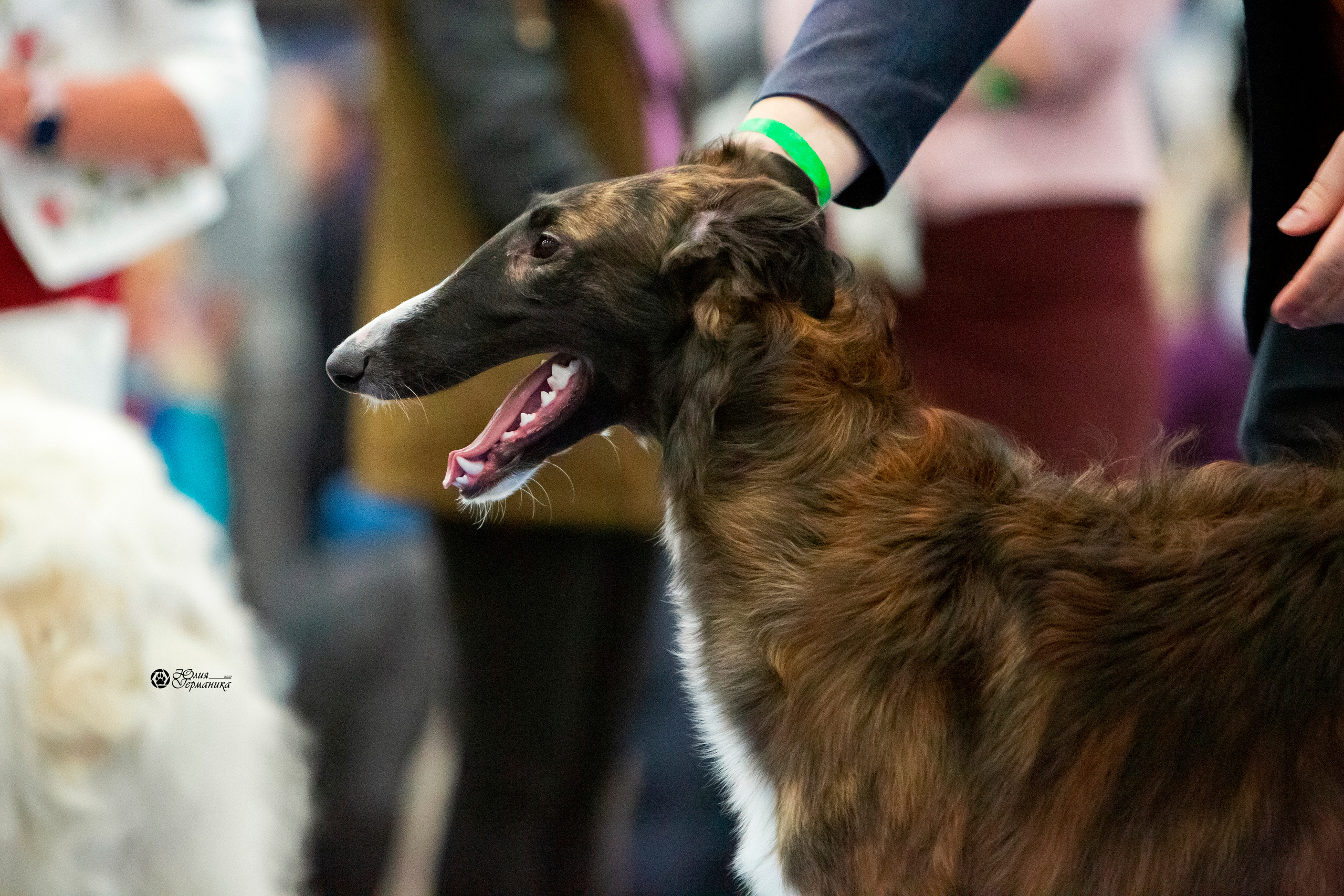 Санкт-Петербург 3хCACIB 10-12 декабря 2021. Фотограф-анималист Юлия Германика