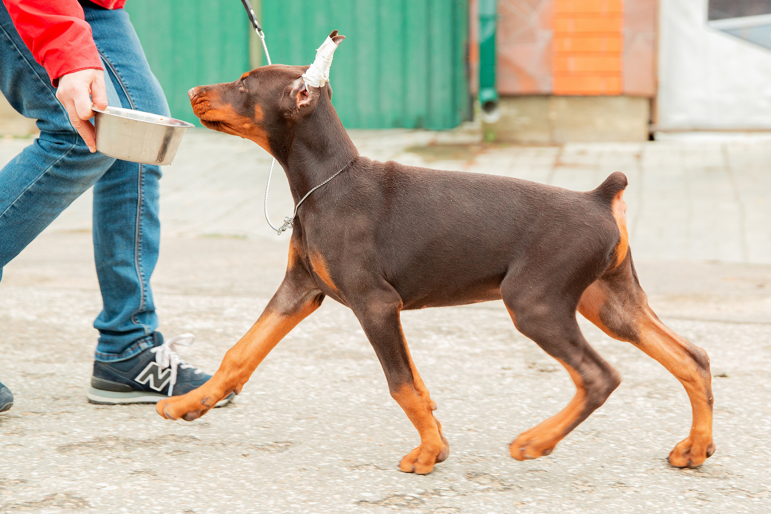 Съёмки щенков и котят. Фотограф-анималист Юлия Германика