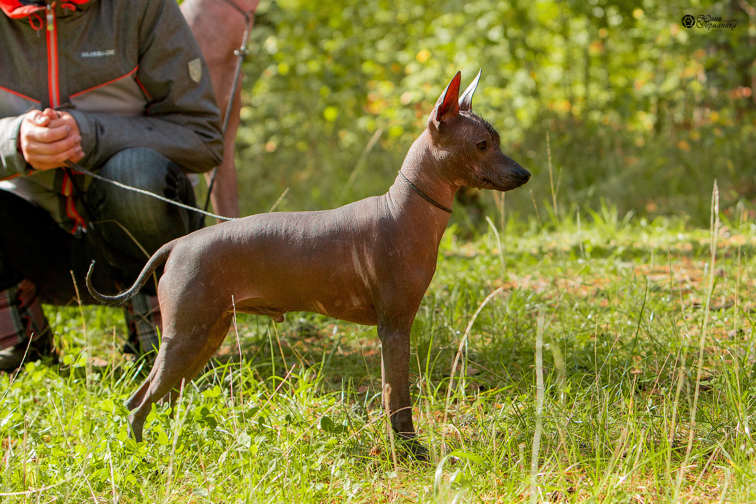 Свободная съемка. Фотограф-анималист Юлия Германика