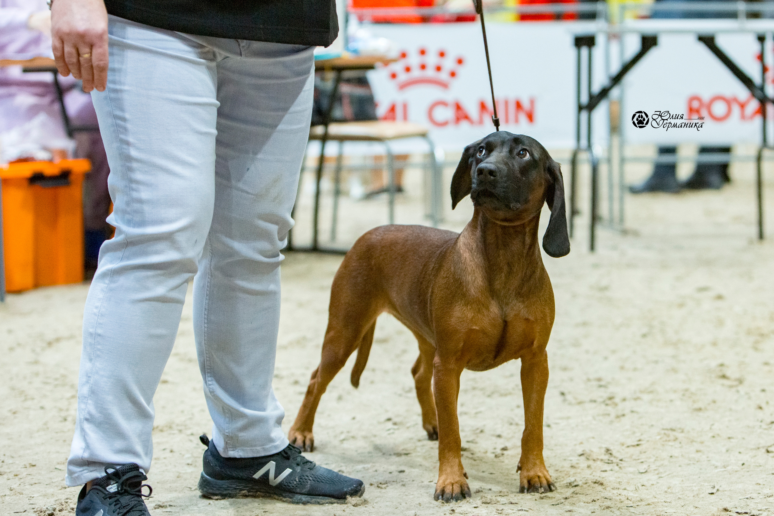 Минск 2хCACIB 27-28 ноября 2021. Фотограф-анималист Юлия Германика