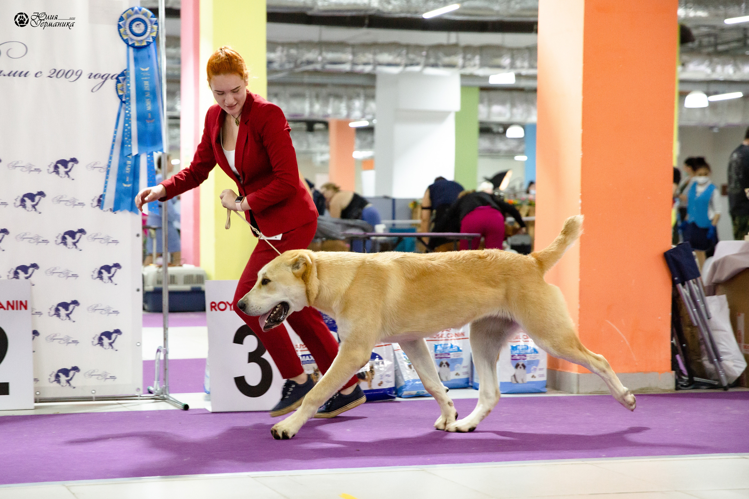 Чайна-Таун 2021. Фотограф-анималист Юлия Германика