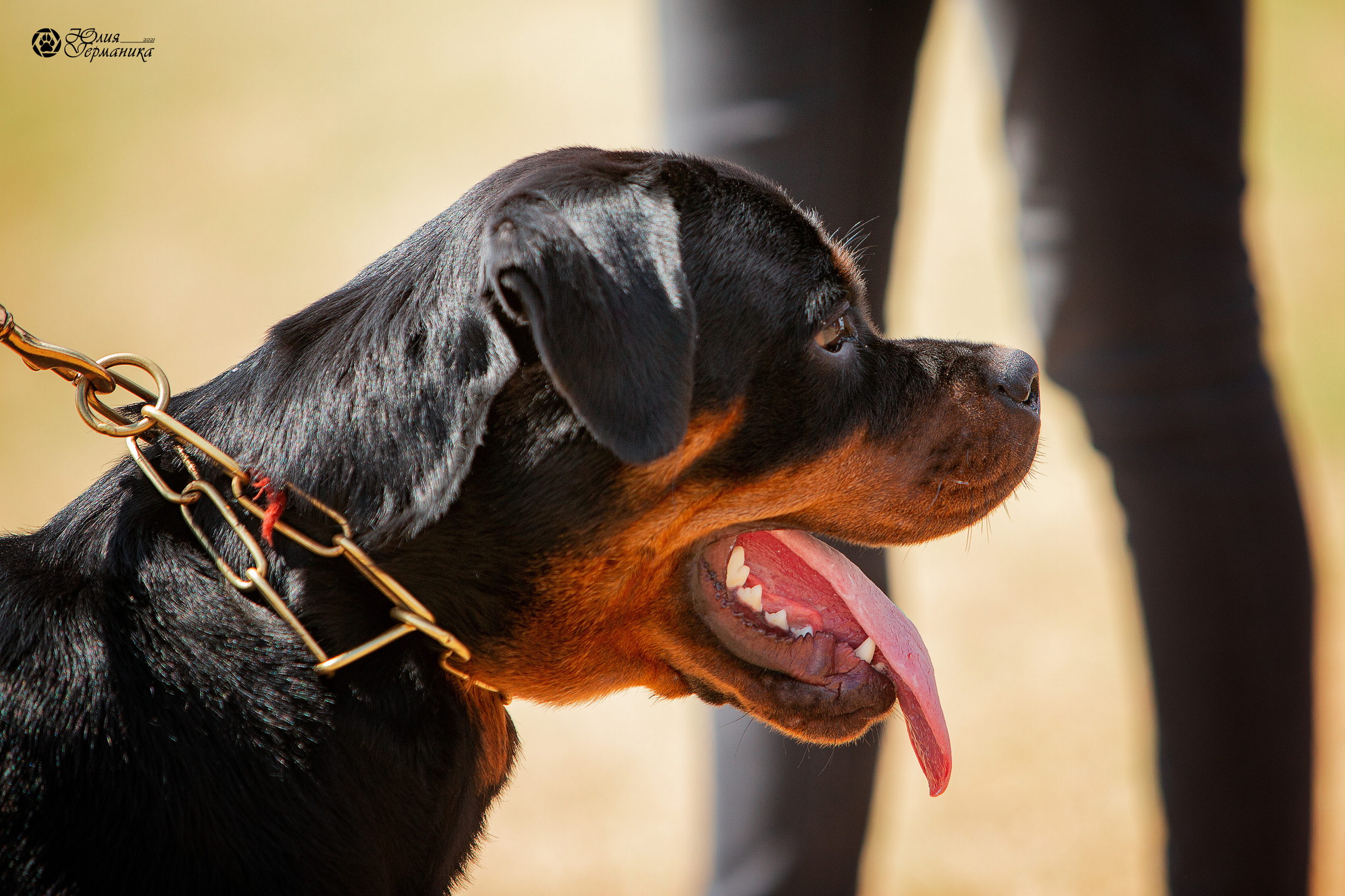 Тверь моно ротвейлеров 3-4 июля 2021. Фотограф-анималист Юлия Германика