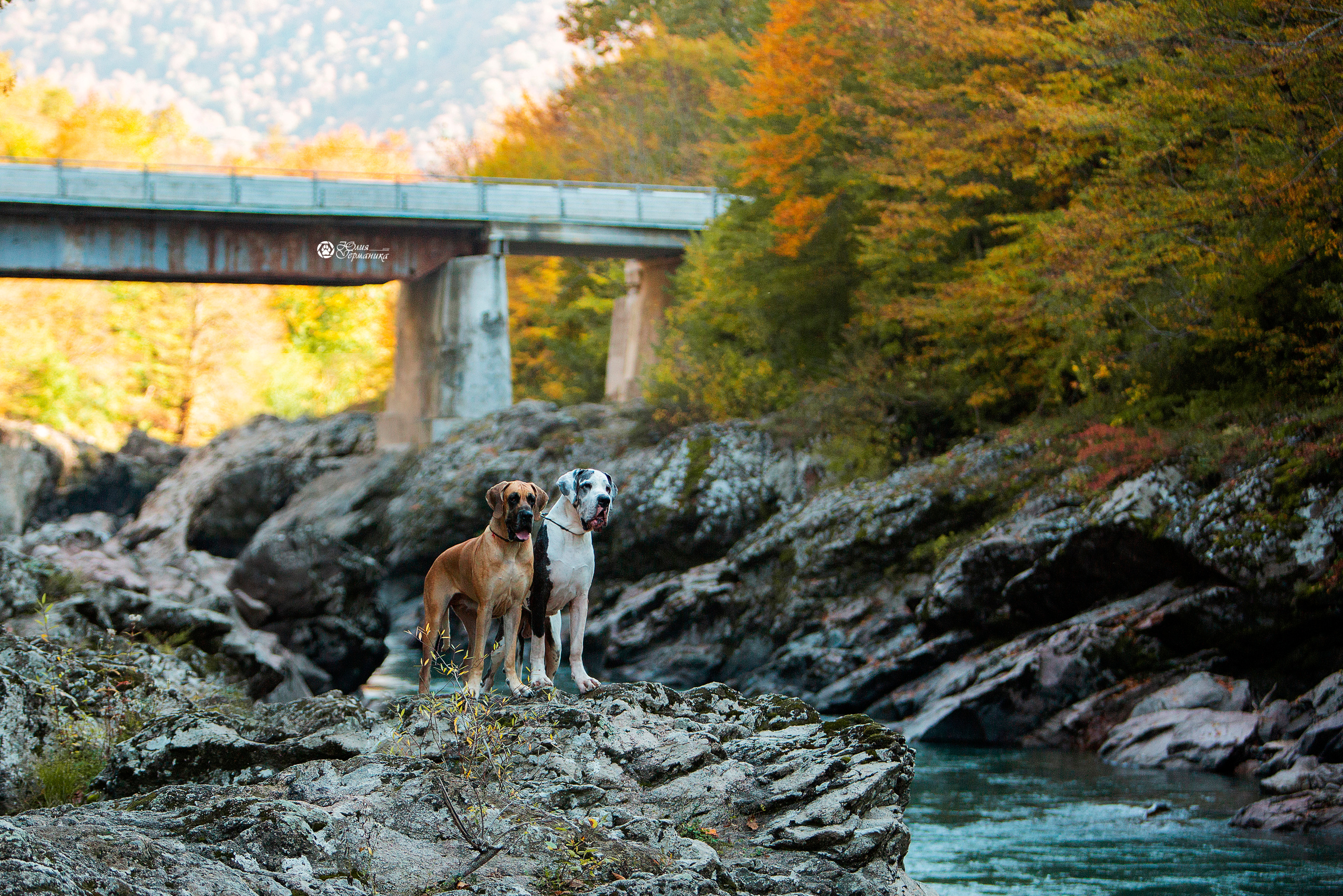 Свободная съемка. Фотограф-анималист Юлия Германика