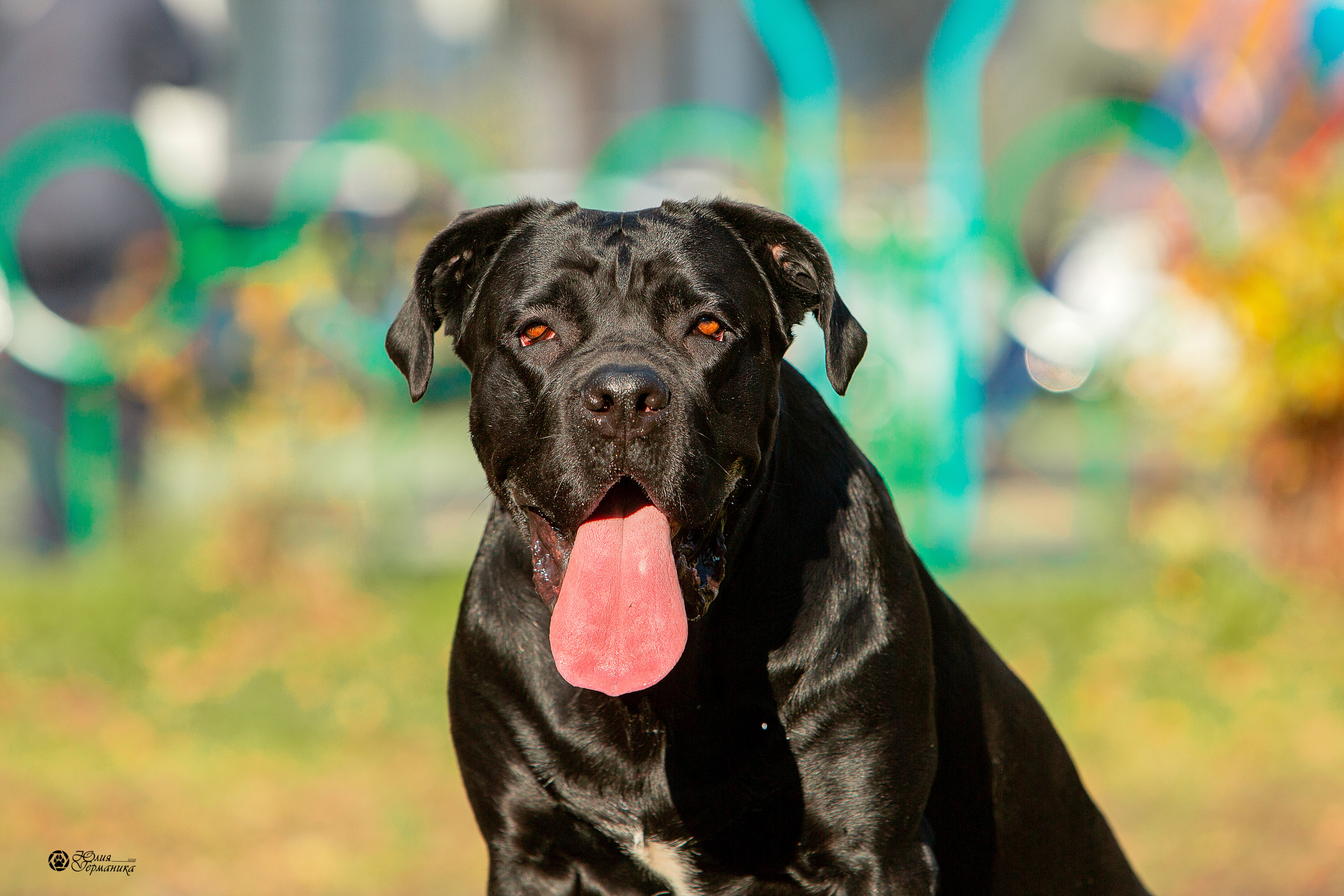 Свободная съемка. Фотограф-анималист Юлия Германика