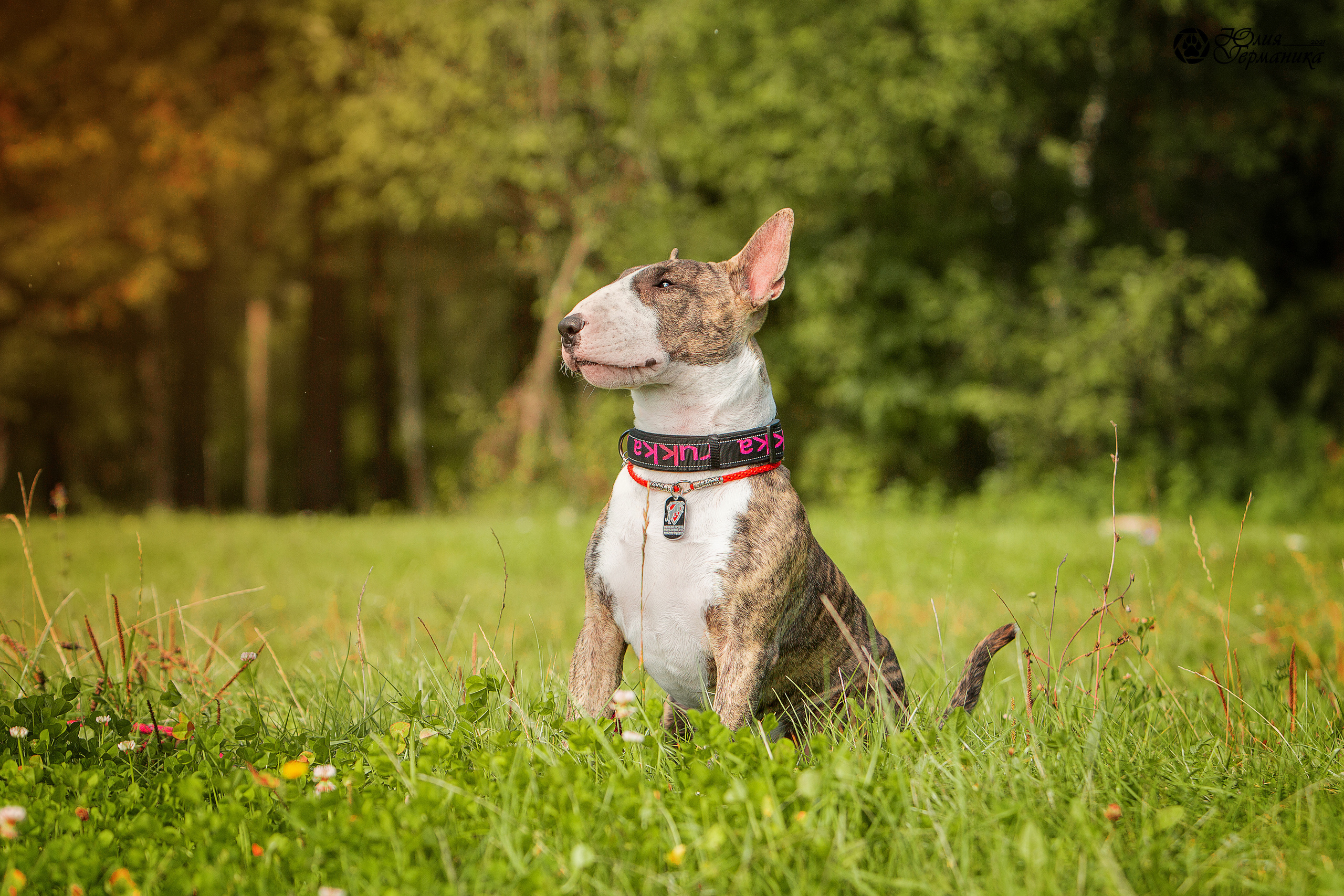 Свободная съемка. Фотограф-анималист Юлия Германика