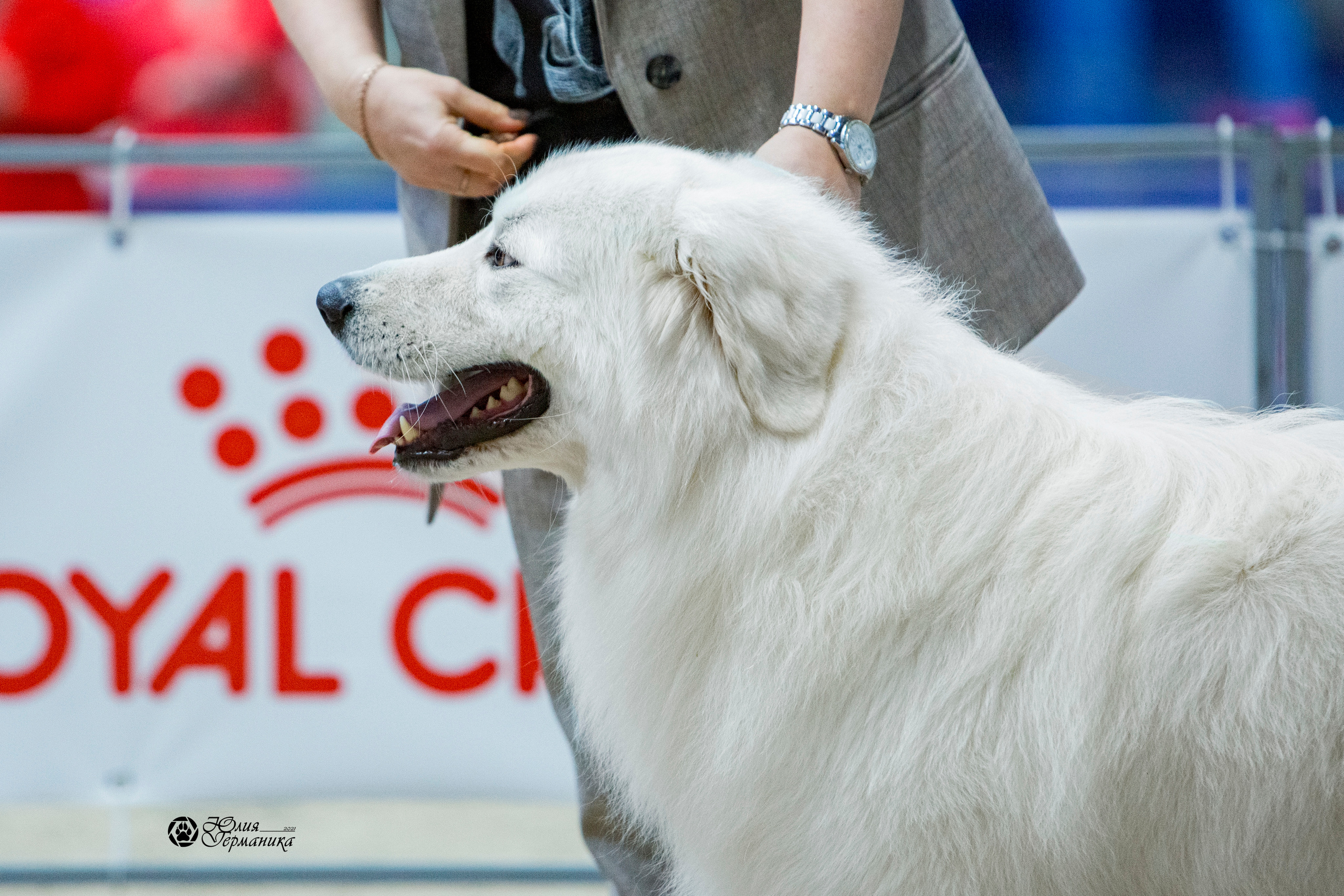 Минск 2хCACIB 27-28 ноября 2021. Фотограф-анималист Юлия Германика