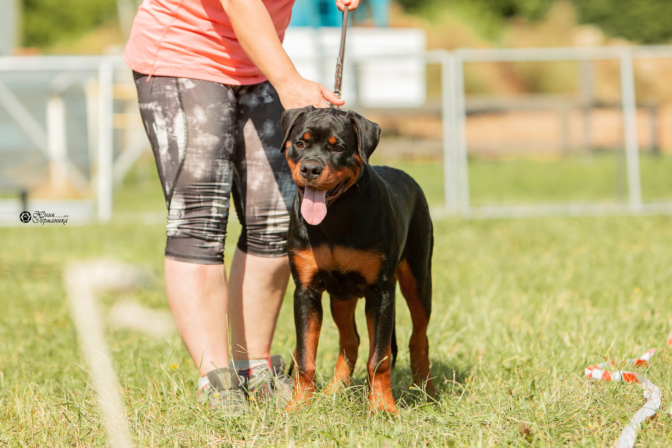 Рязань,Ховрино 14-15 августа 2021 моно ротвейлеров. Фотограф-анималист Юлия Германика