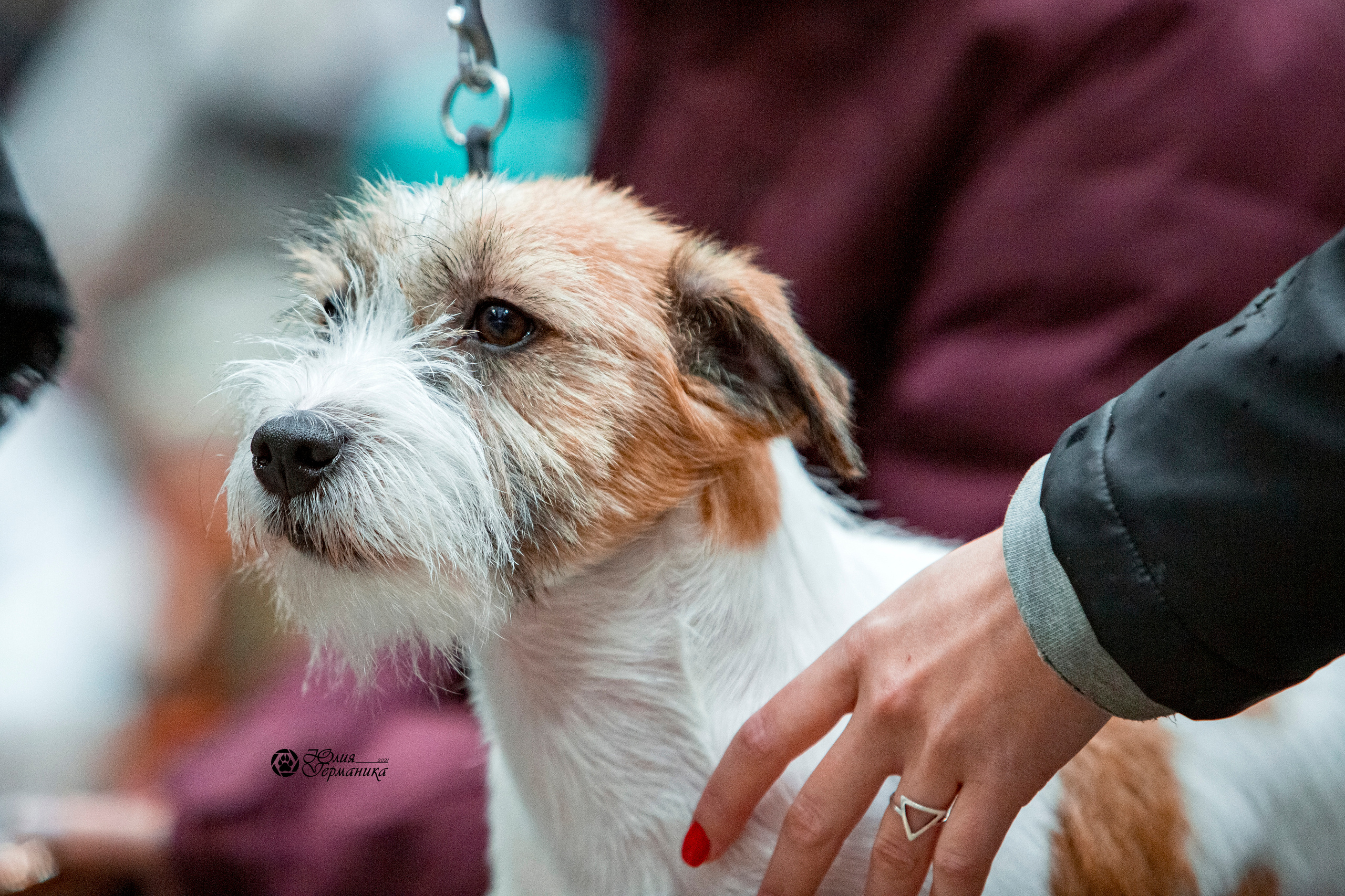 Минск 2хCACIB 27-28 ноября 2021. Фотограф-анималист Юлия Германика