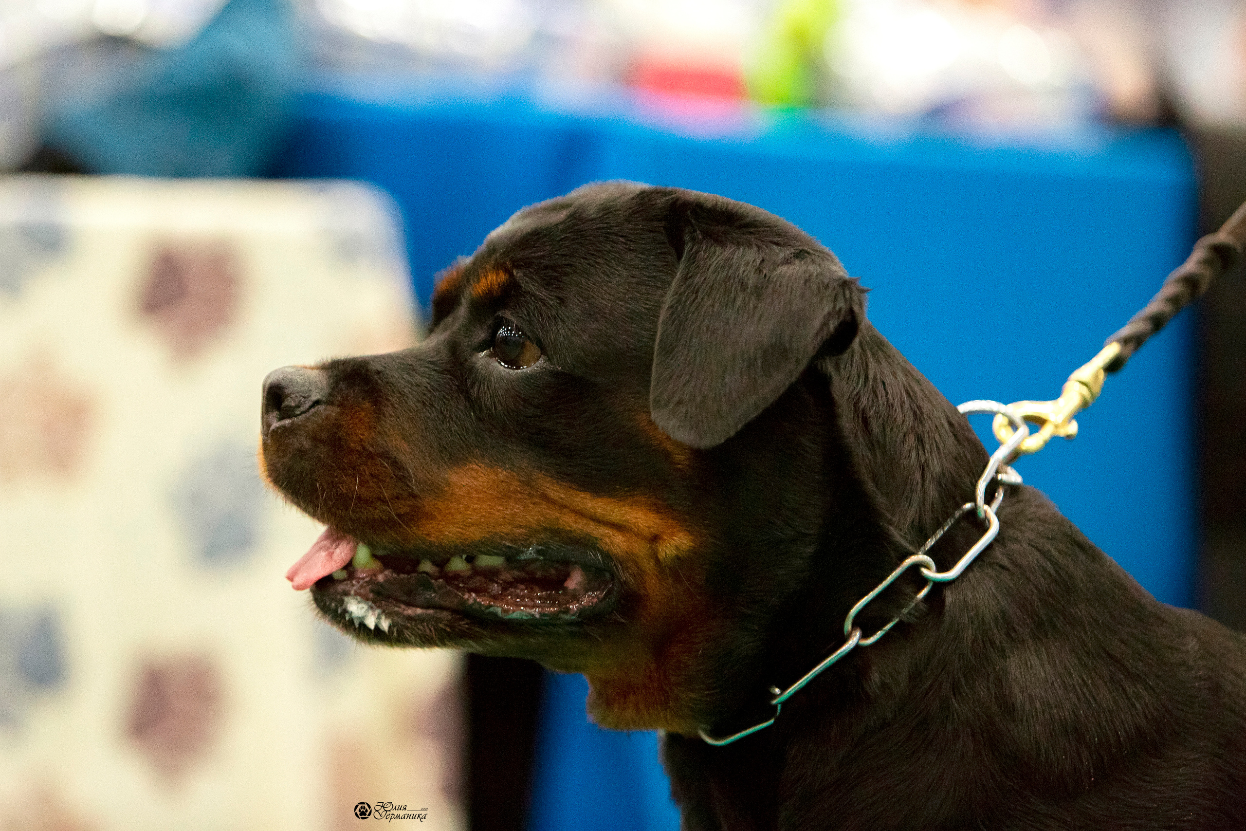 Санкт-Петербург 3хCACIB 10-12 декабря 2021. Фотограф-анималист Юлия Германика