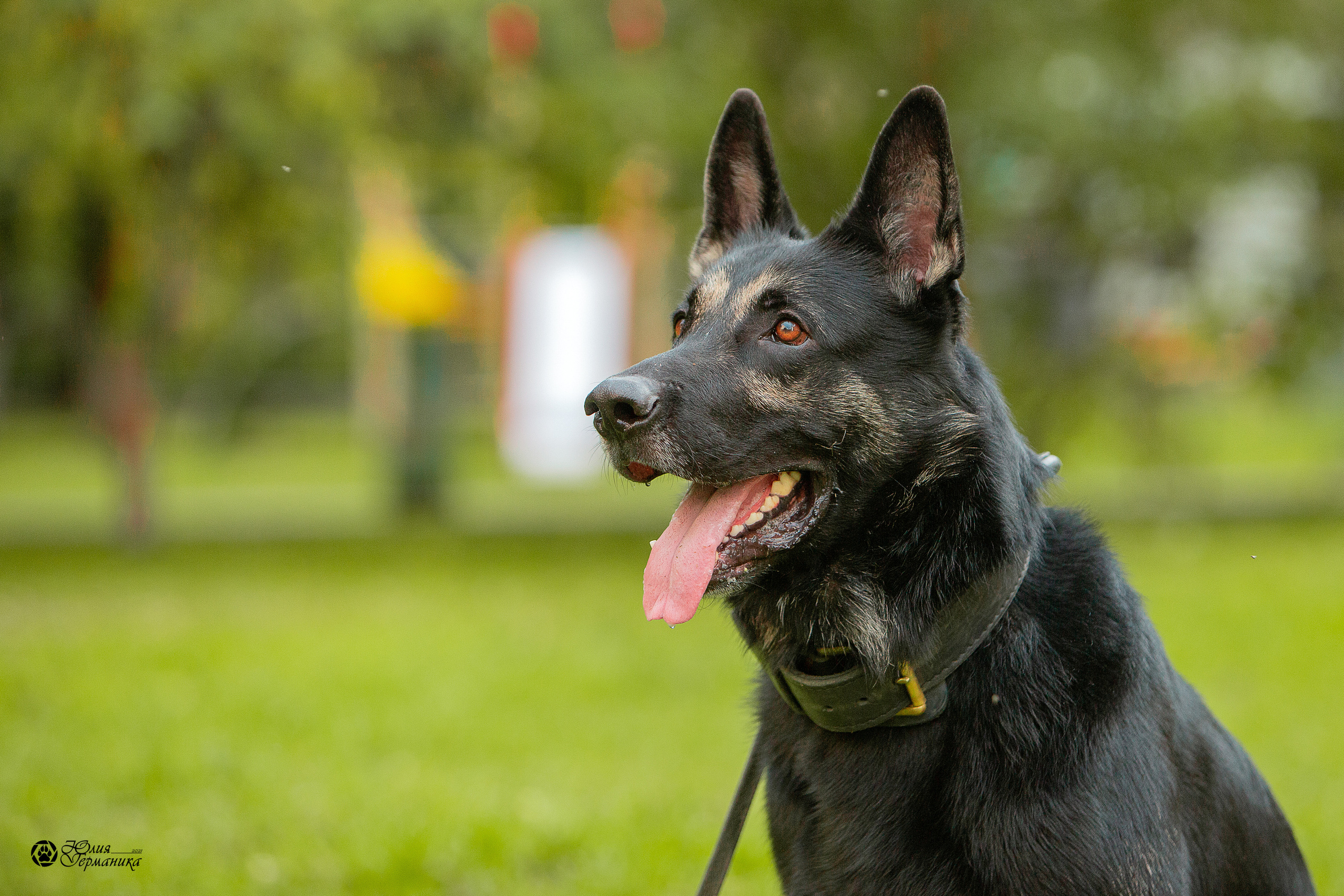 Свободная съемка. Фотограф-анималист Юлия Германика