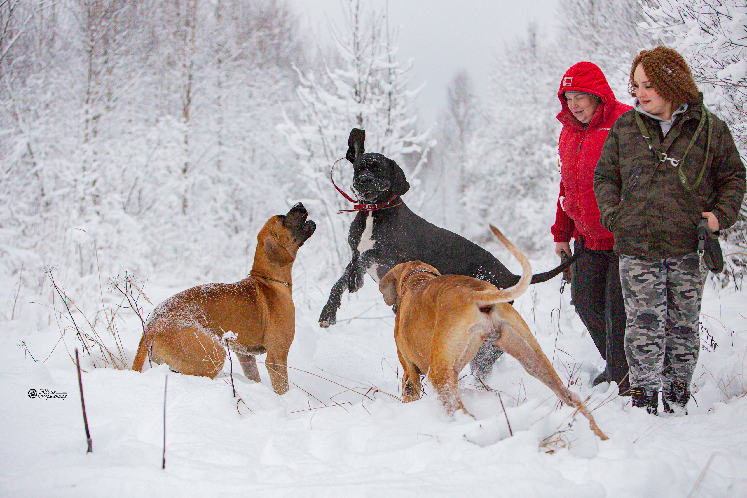 Свободная съемка. Фотограф-анималист Юлия Германика