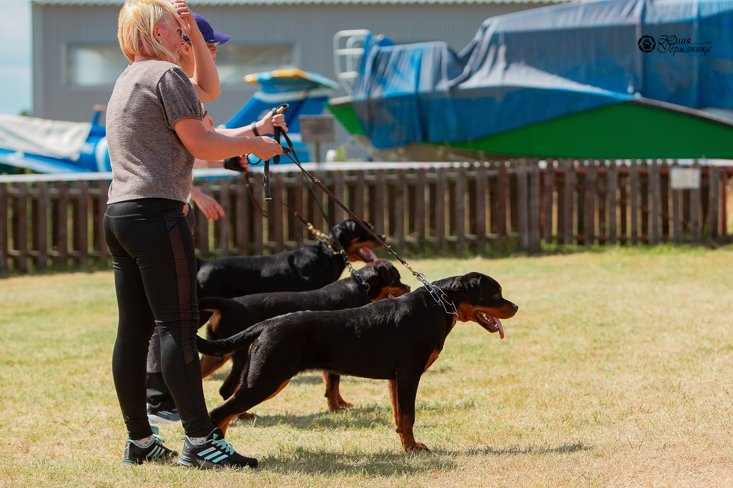 Тверь моно ротвейлеров 3-4 июля 2021. Фотограф-анималист Юлия Германика