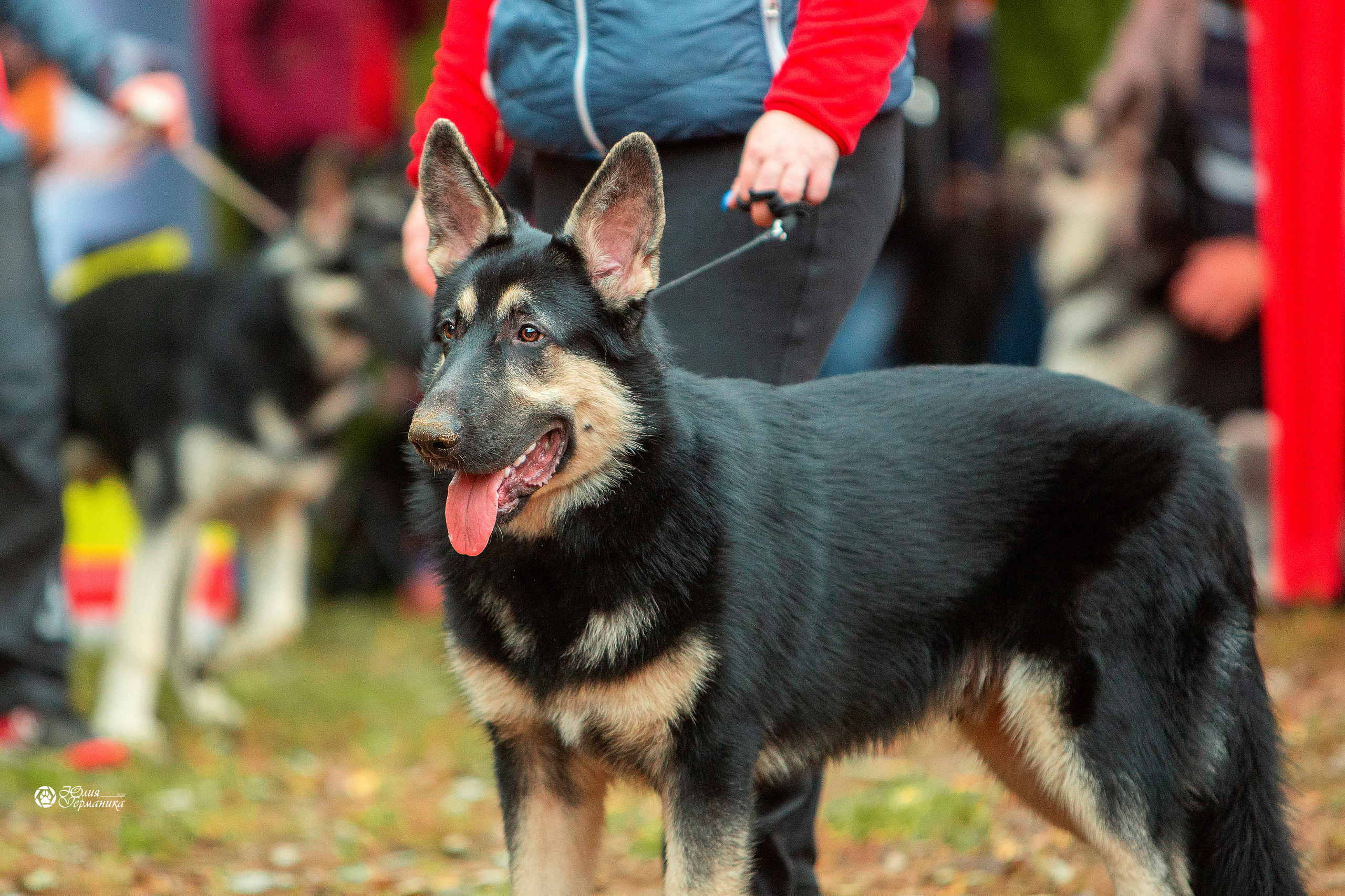 Сокольники 25 сентября Моно ВЕО Моншер Версаль. Фотограф-анималист Юлия Германика