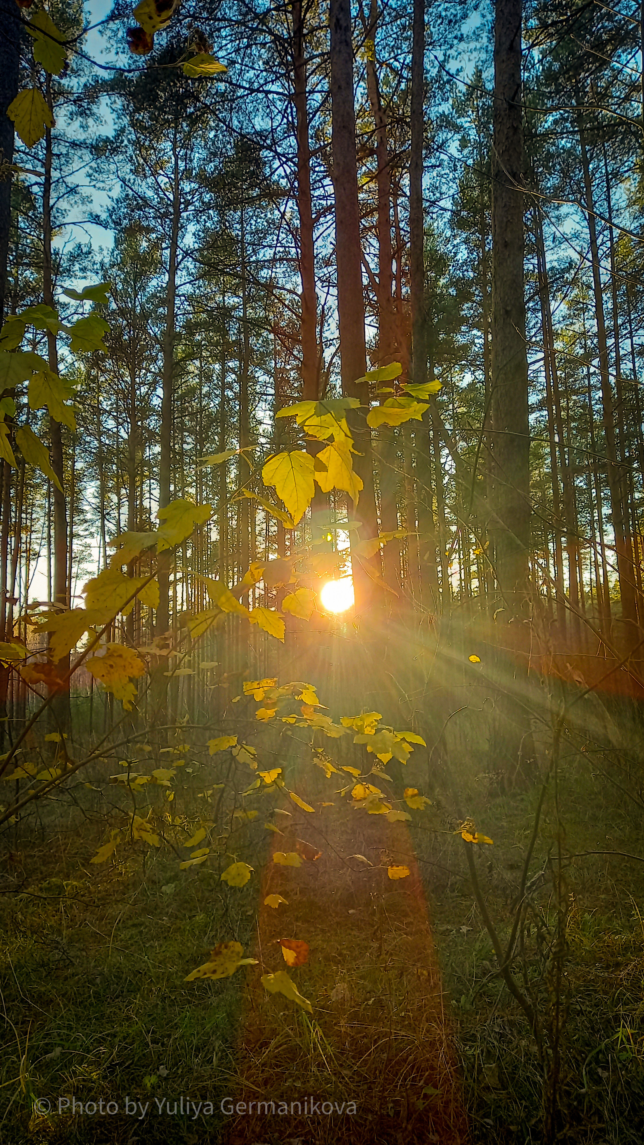 Разные фото на телефон.Города,природа. Фотограф-анималист Юлия Германика