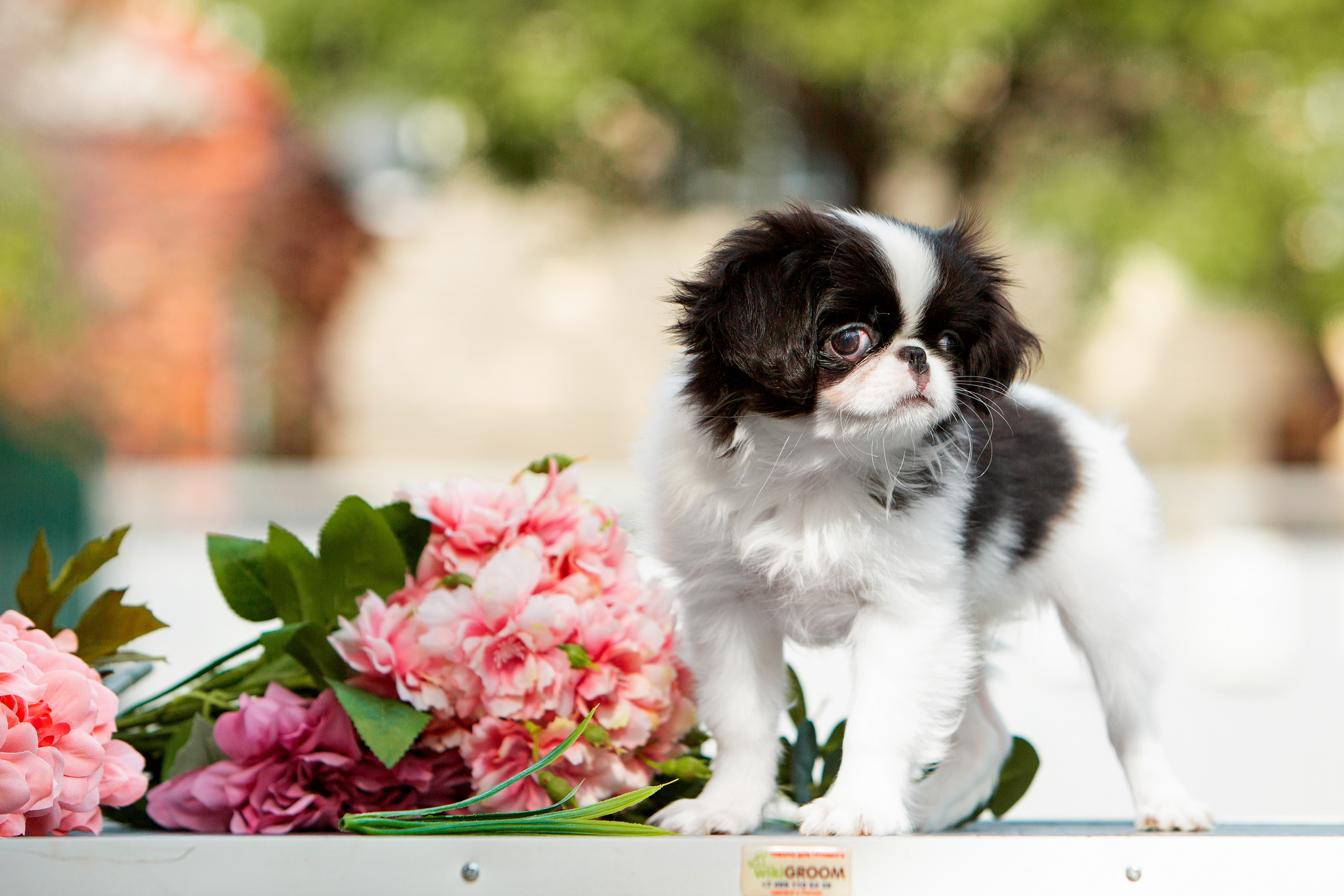 Съёмки щенков и котят. Фотограф-анималист Юлия Германика