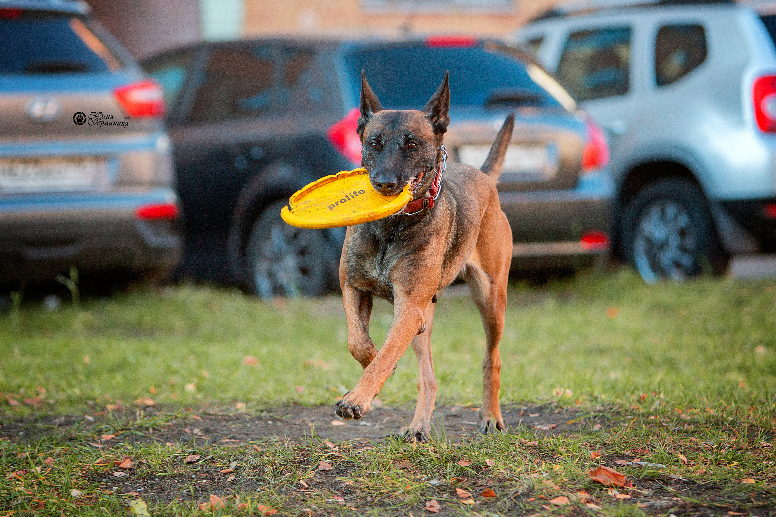 Свободная съемка. Фотограф-анималист Юлия Германика