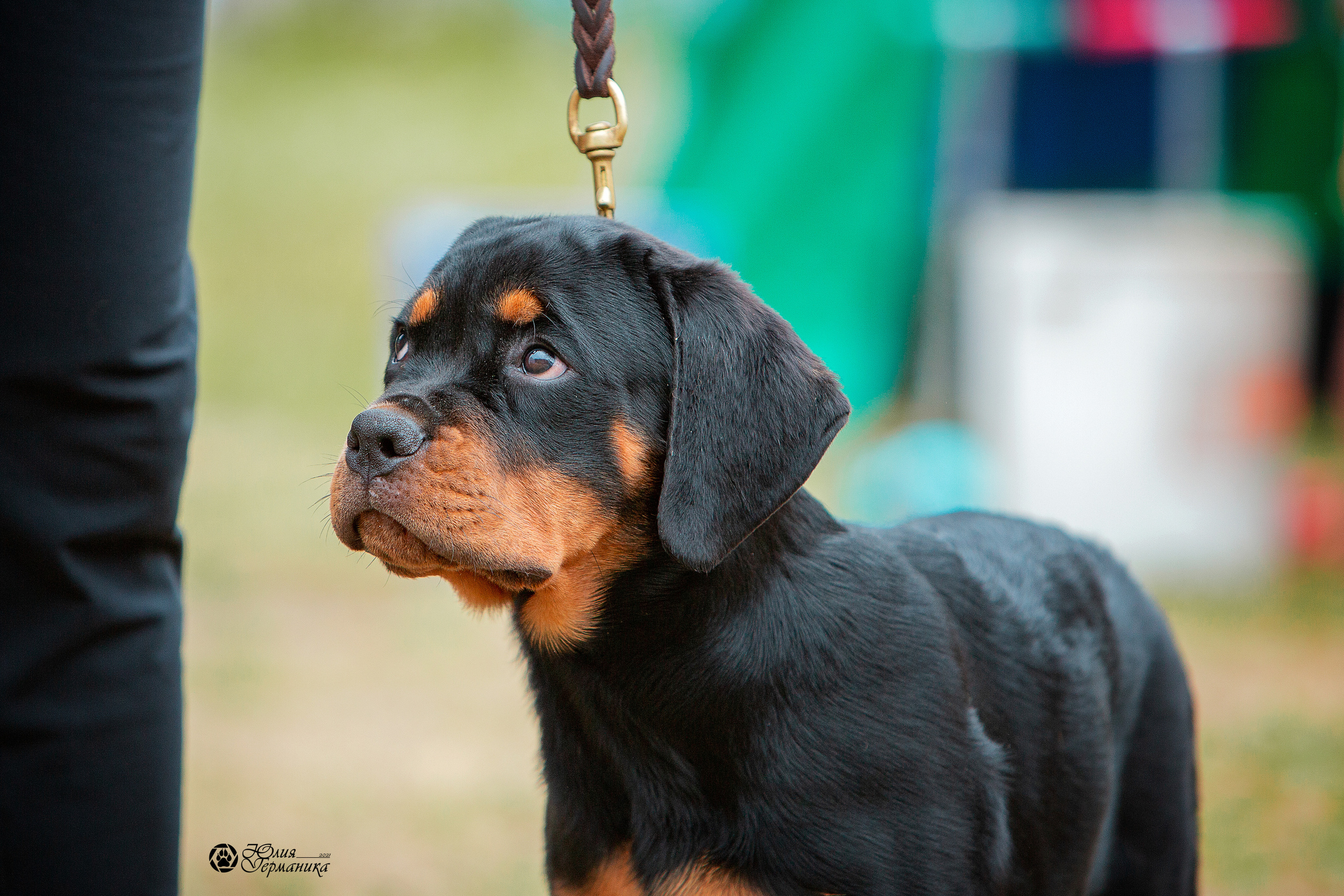 Монопородная выставка ротвейлеров Питер. Фотограф-анималист Юлия Германика
